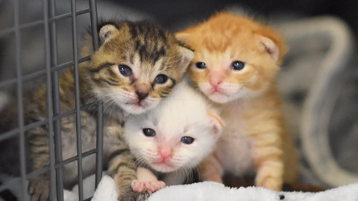 dpatopbilder - HANDOUT - 22.05.2019, Berlin: Drei Katzenbabys im Tierheim Berlin. Die Tierkinder waren in letzter Minute von einem Mitarbeiter auf dem Fahrersitz eines alten Autos entdeckt und vor der Schrottpresse gerettet worden. (zu «Drei Katzenbabys vor Schrottpresse in Berlin gerettet») Foto: -/Tierheim Berlin/dpa - ACHTUNG: Nur zur redaktionellen Verwendung im Zusammenhang mit der Berichterstattung über das Tierheim Berlin +++ dpa-Bildfunk +++