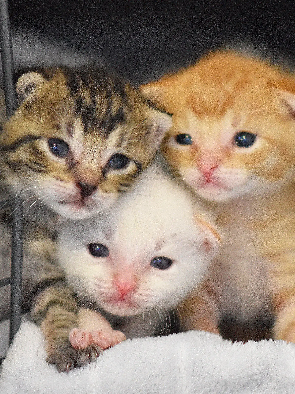 dpatopbilder - HANDOUT - 22.05.2019, Berlin: Drei Katzenbabys im Tierheim Berlin. Die Tierkinder waren in letzter Minute von einem Mitarbeiter auf dem Fahrersitz eines alten Autos entdeckt und vor der Schrottpresse gerettet worden. (zu «Drei Katzenbabys vor Schrottpresse in Berlin gerettet») Foto: -/Tierheim Berlin/dpa - ACHTUNG: Nur zur redaktionellen Verwendung im Zusammenhang mit der Berichterstattung über das Tierheim Berlin +++ dpa-Bildfunk +++