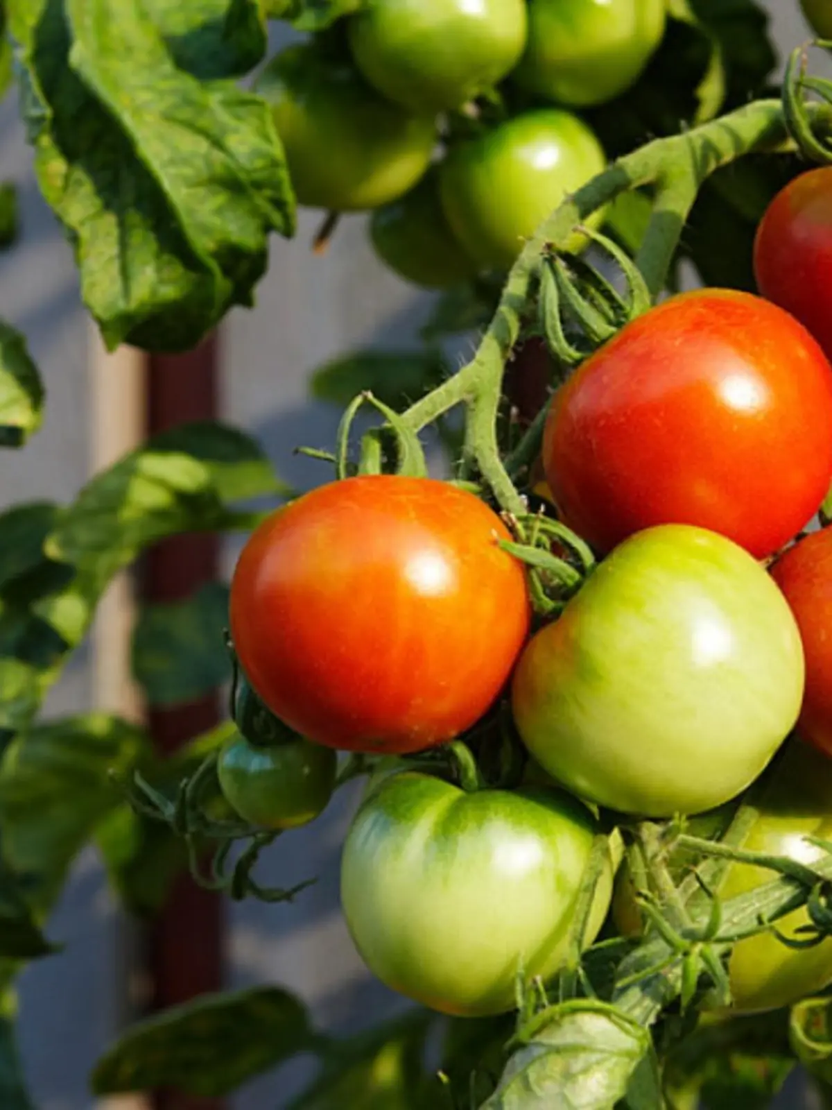 Gemüse und Obst kann man auch selbst auf dem Balkon anbauen.