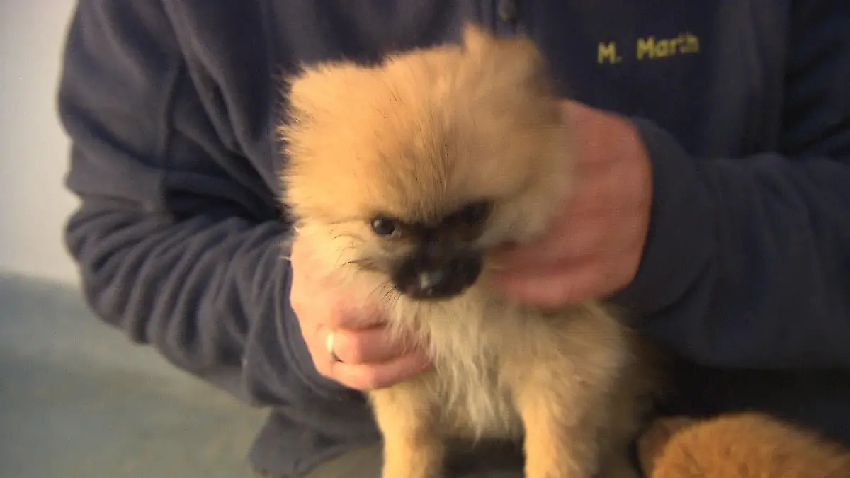 Hunde im Tierheim in Wunsiedel