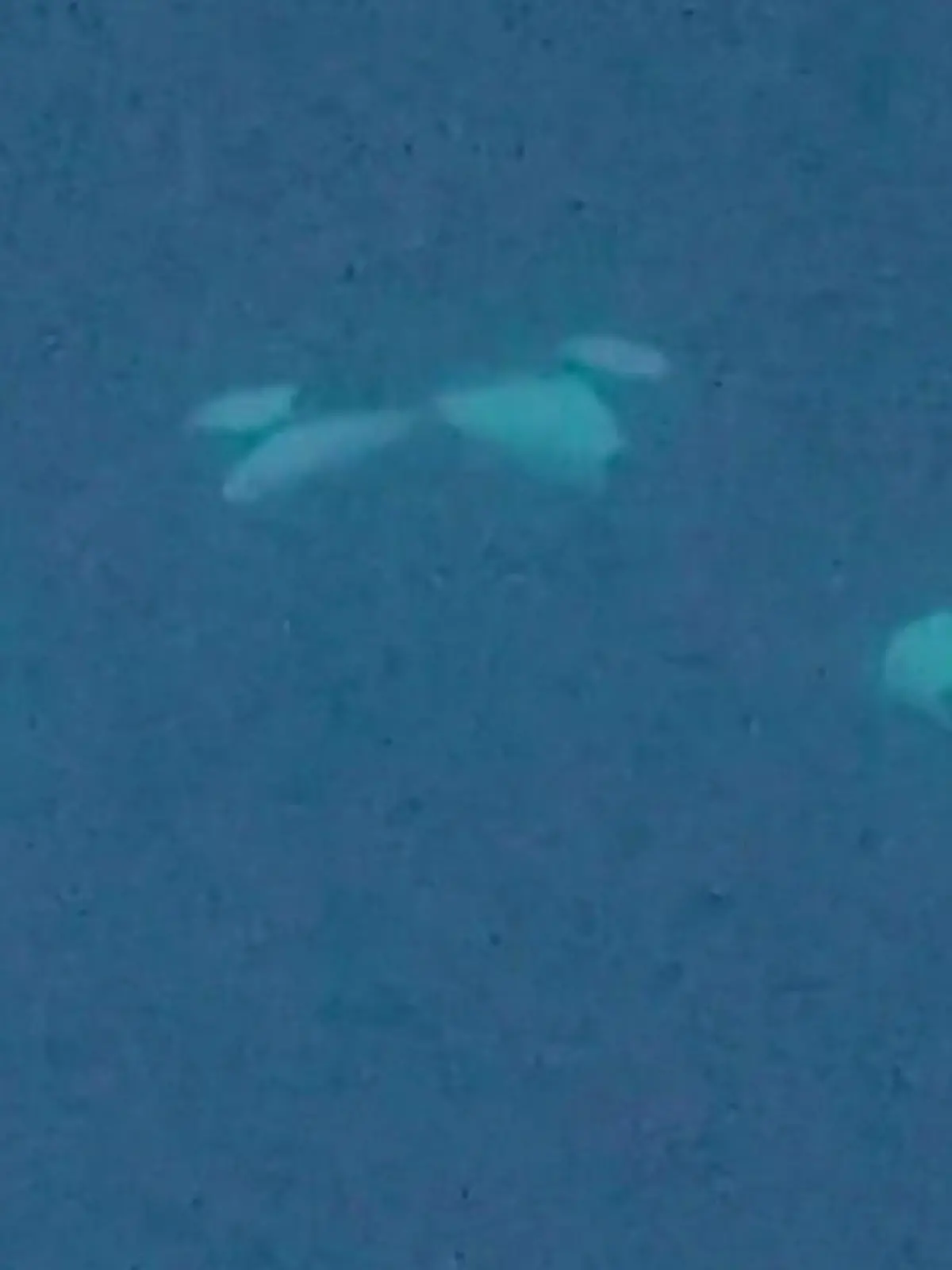 Bild zu: "Sie finden sich zum Anbeißen! Killerwale knutschen – mit Zunge!"