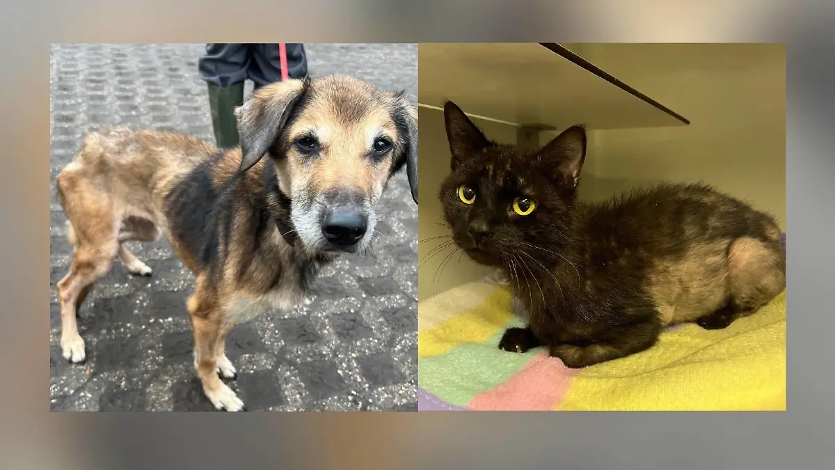 Fast verhungerter Hund und Katze