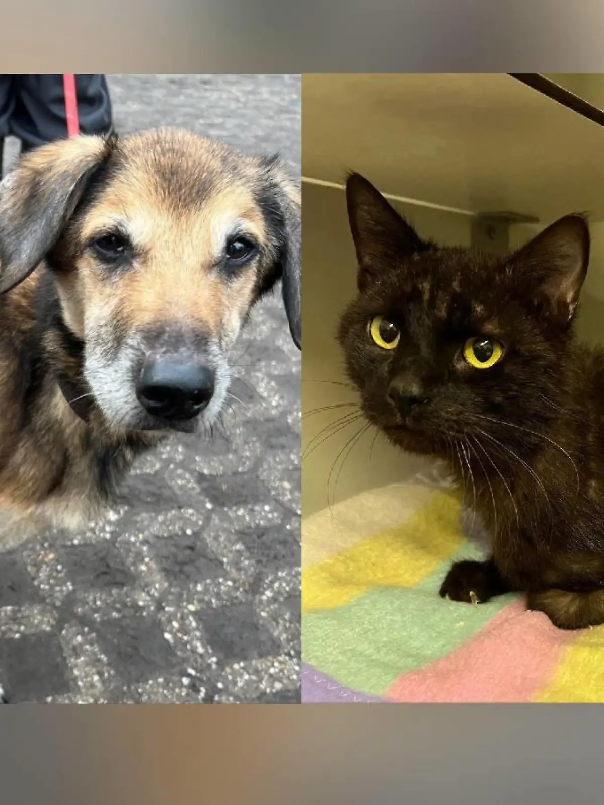 Fast verhungerter Hund und Katze