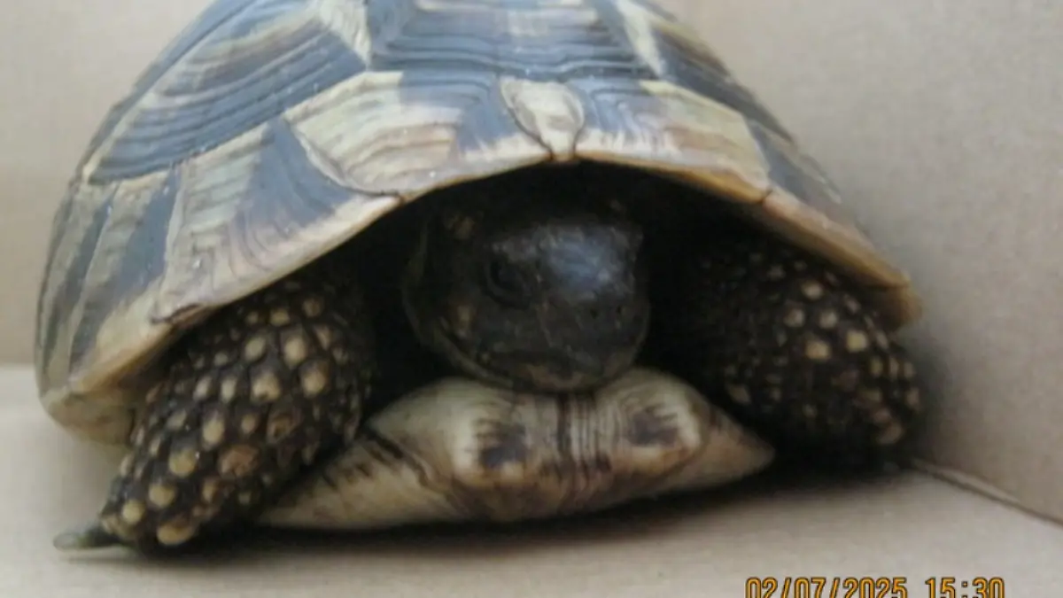 Fahndungsfoto: Die Griechische Schildkröte „Schildi”, kurz nach ihrer Rettung von der Bundestraße 5 durch die Polizei in einer Kiste.
