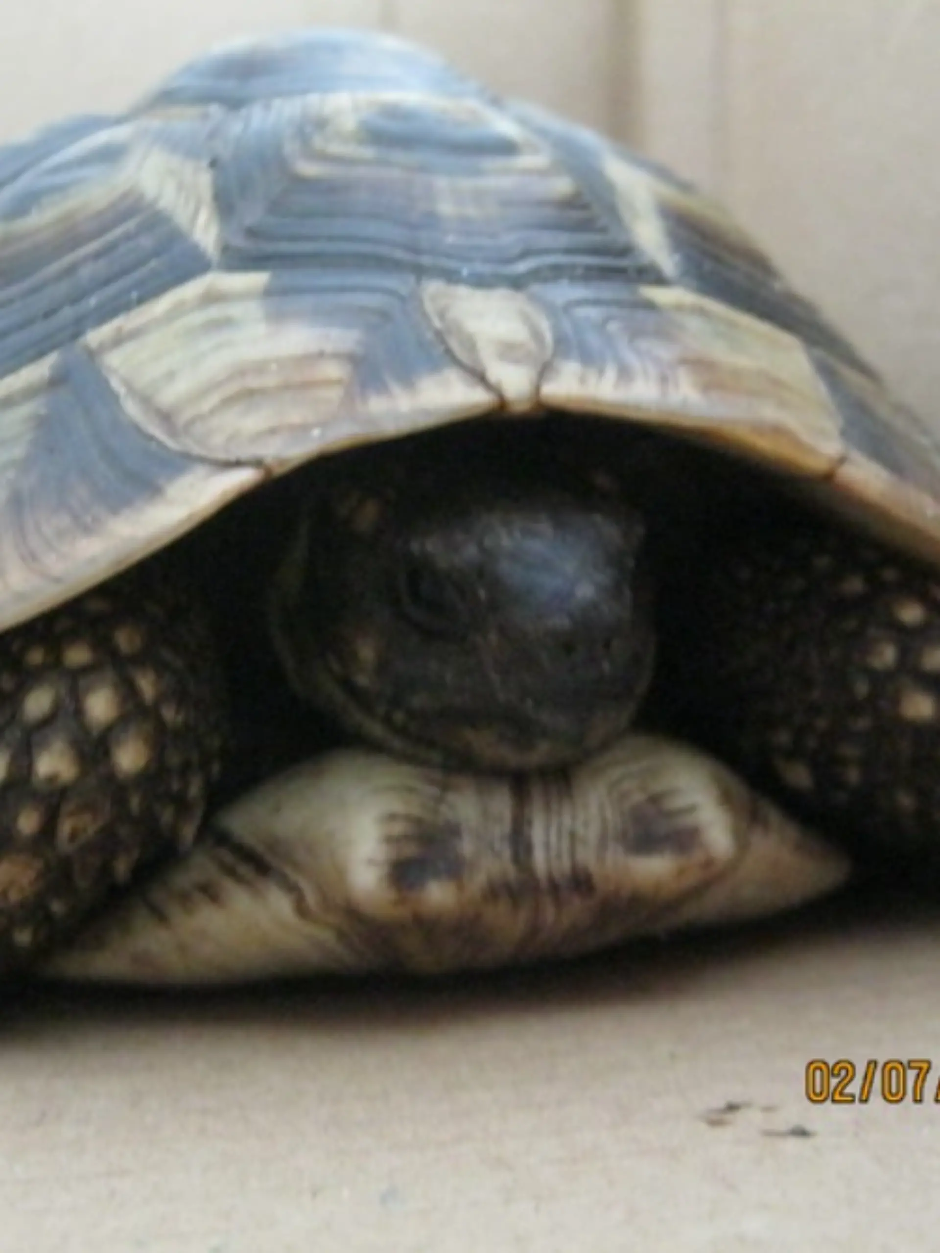 Fahndungsfoto: Die Griechische Schildkröte „Schildi”, kurz nach ihrer Rettung von der Bundestraße 5 durch die Polizei in einer Kiste.
