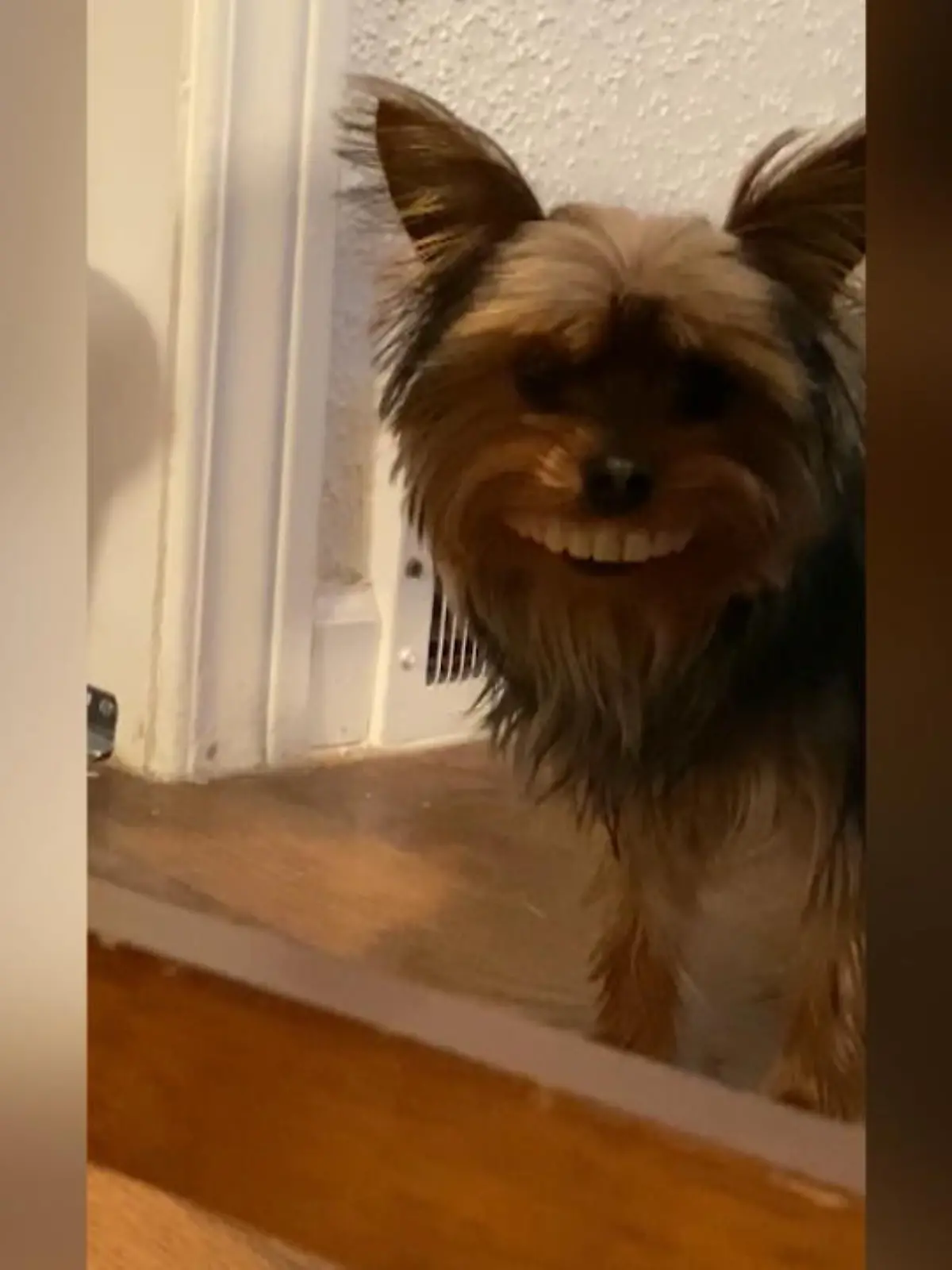 Bild zu: "Huch! Ein Terrier mit Menschenzähnen?"