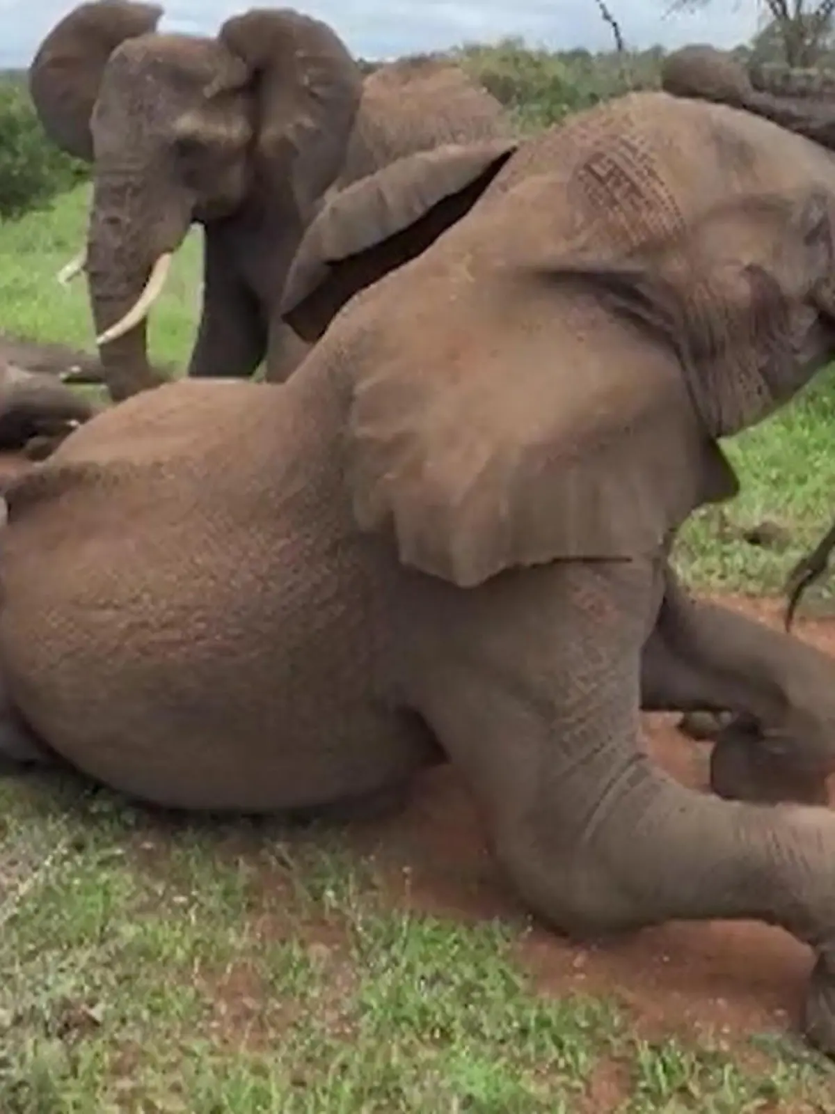 Bild zu: "Sie trötet vor Schmerz! Elefant setzt sich auf Baby-Schwester"