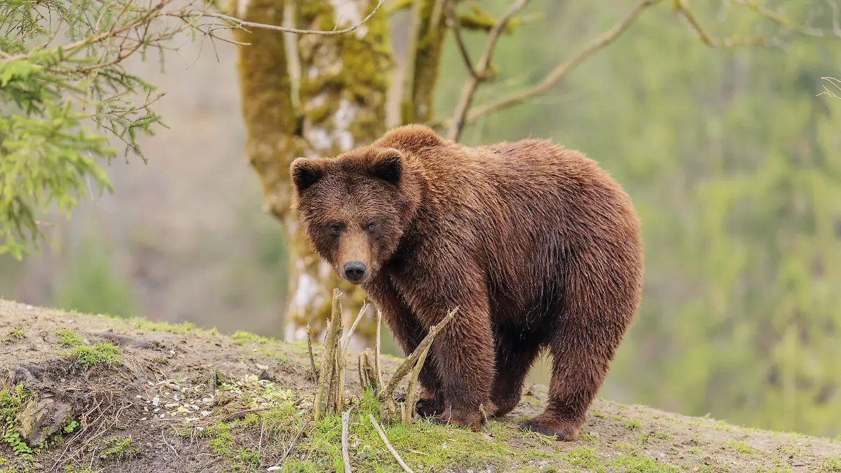 Braunbär