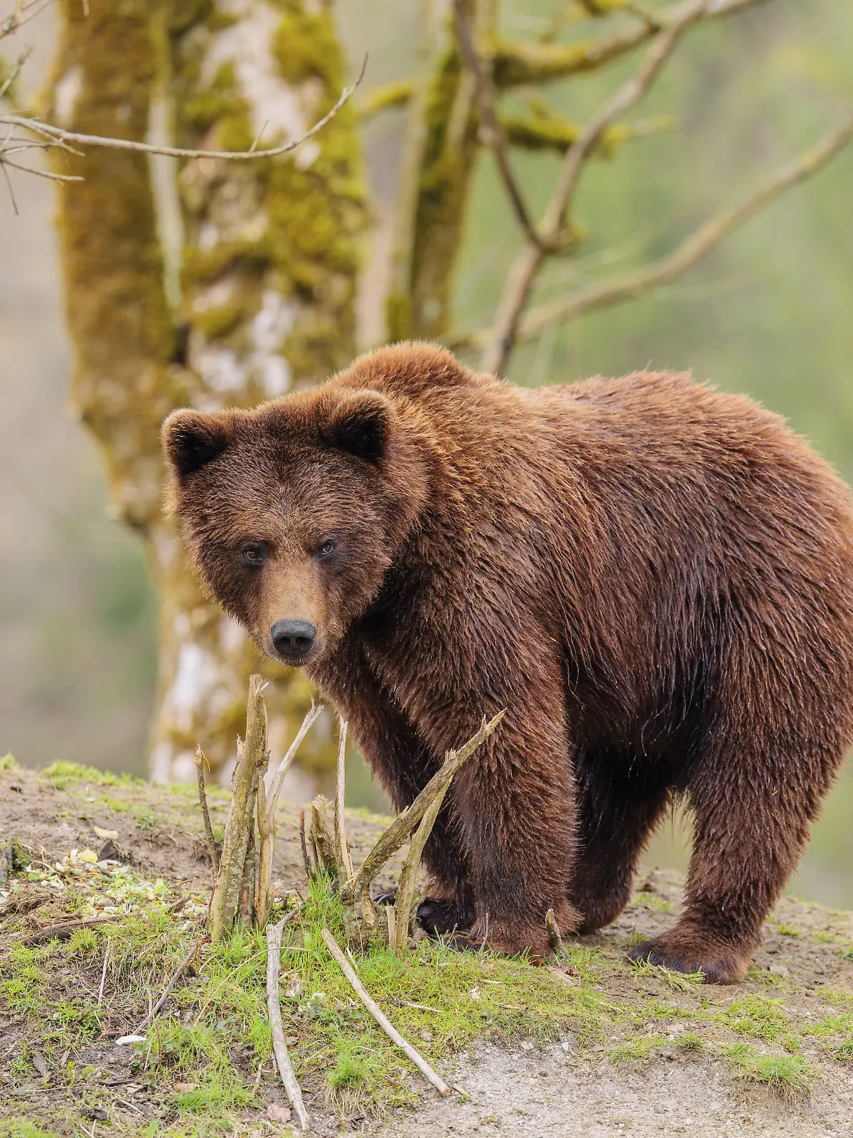 Braunbär