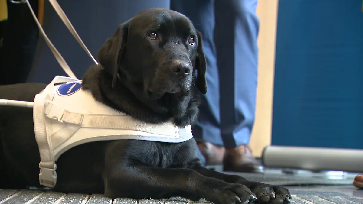 Warum musste ein Assistenzhund mit seinem Frauchen den Bus verlassen? (Symbolfoto)