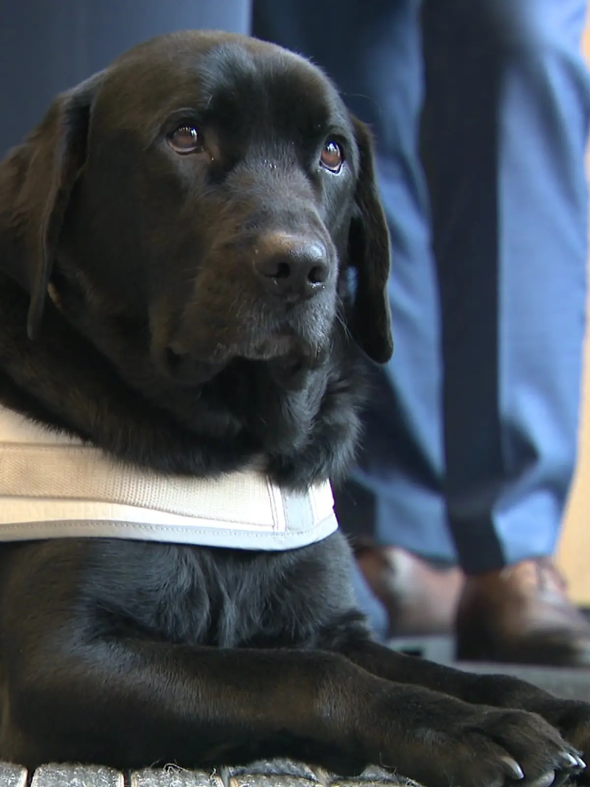 Bild zu: "Wegen Assistenzhund - Busfahrer schmeißt offenbar sehbeeinträchtigte Frau raus!"