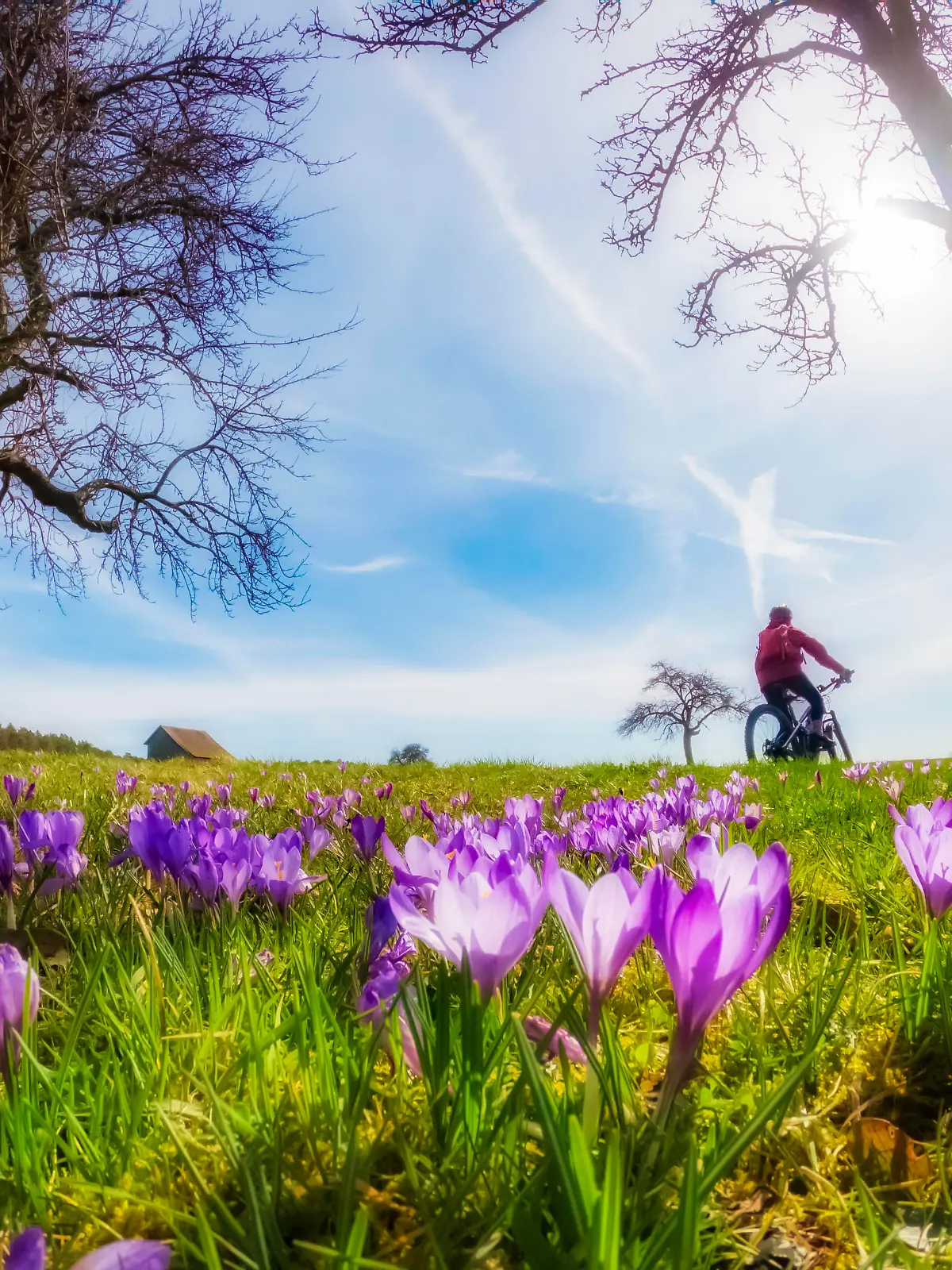 Fröhliche junge Frau, die im Frühjahr mit ihrem elektrischen Mountainbike auf einer Wiese mit bunt blühenden Krokussen unterwegs ist || Modellfreigabe vorhanden
