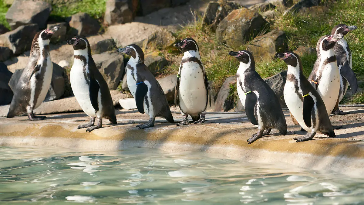 31.03.2020, Rheinland-Pfalz, Neuwied: Eine Gruppe Pinguine steht dicht beisammen in ihrem Gehege im Zoo Neuwied. (zu dpa «Zoos bekommen vom Land Geld für Futter- und Tierarztkosten») Foto: Thomas Frey/dpa +++ dpa-Bildfunk +++