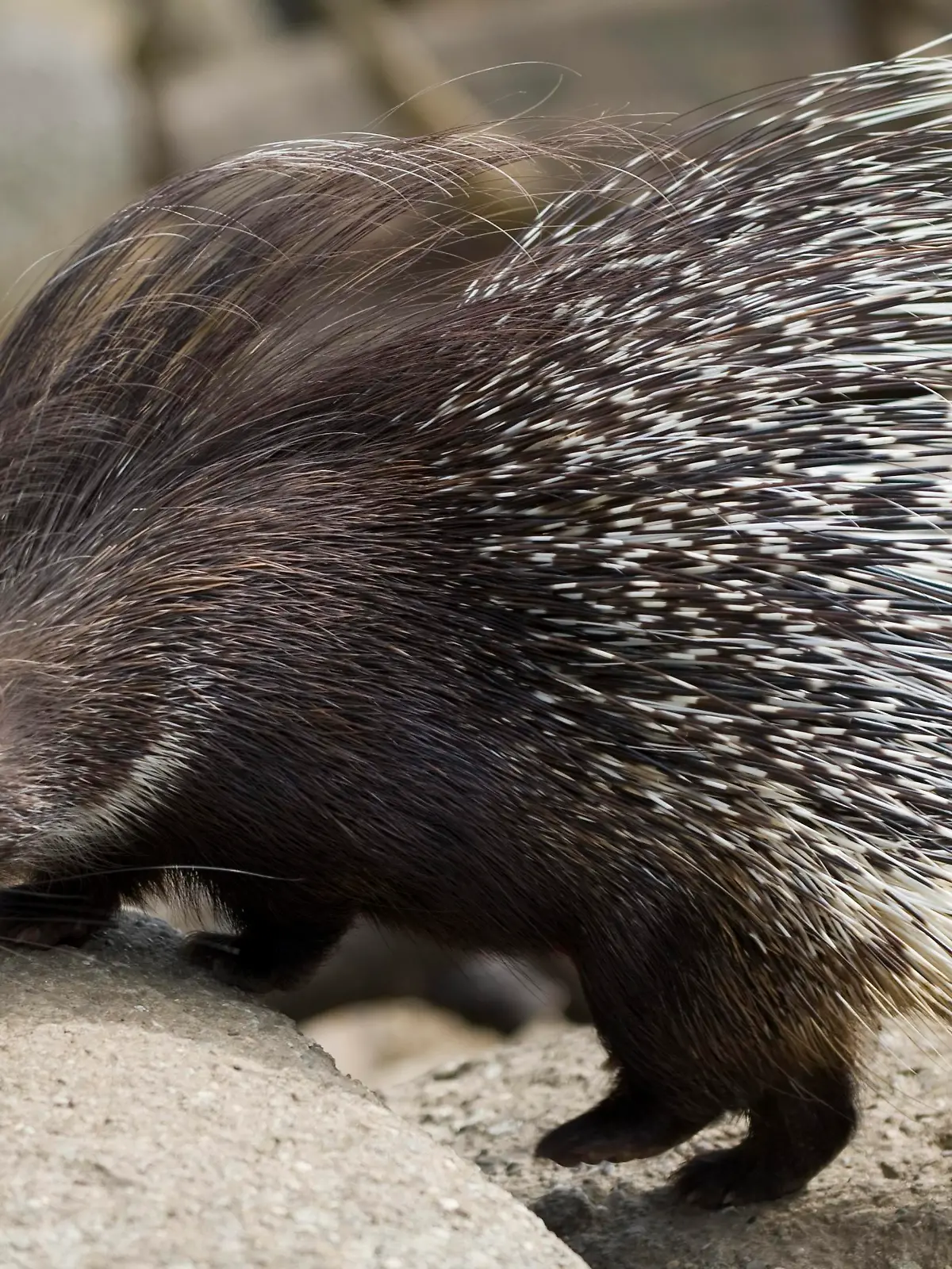 A young porcupine (hystrix africae australis), born on 24 April is pictured in the zoo in Basel, Switzerland, 11 August 2010. EPA/GEORGIOS KEFALAS