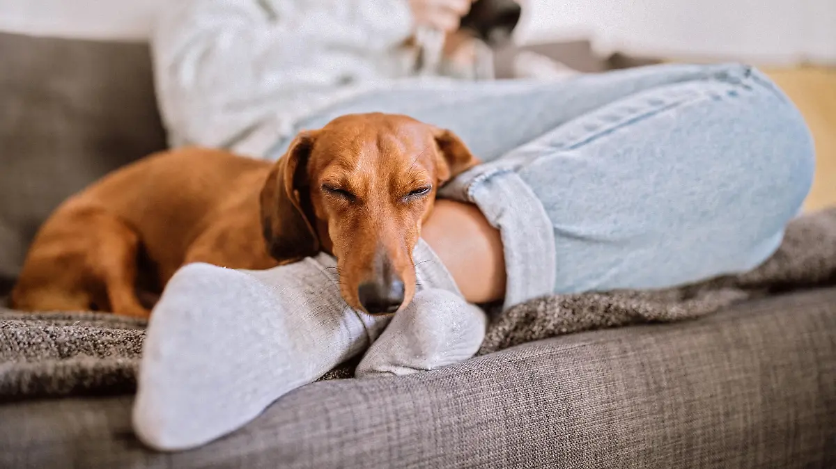 Frau und Dackel auf dem Sofa