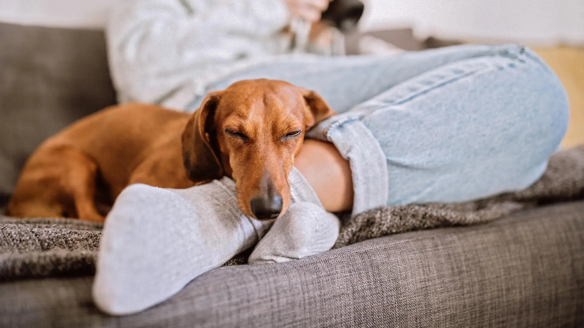 Frau und Dackel auf dem Sofa