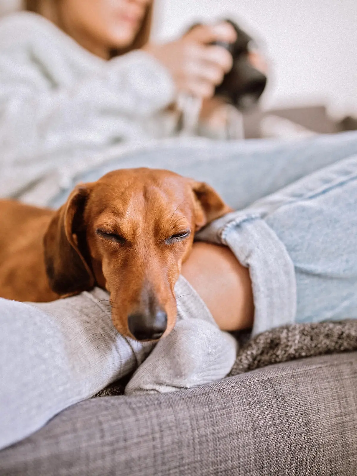 Frau und Dackel auf dem Sofa