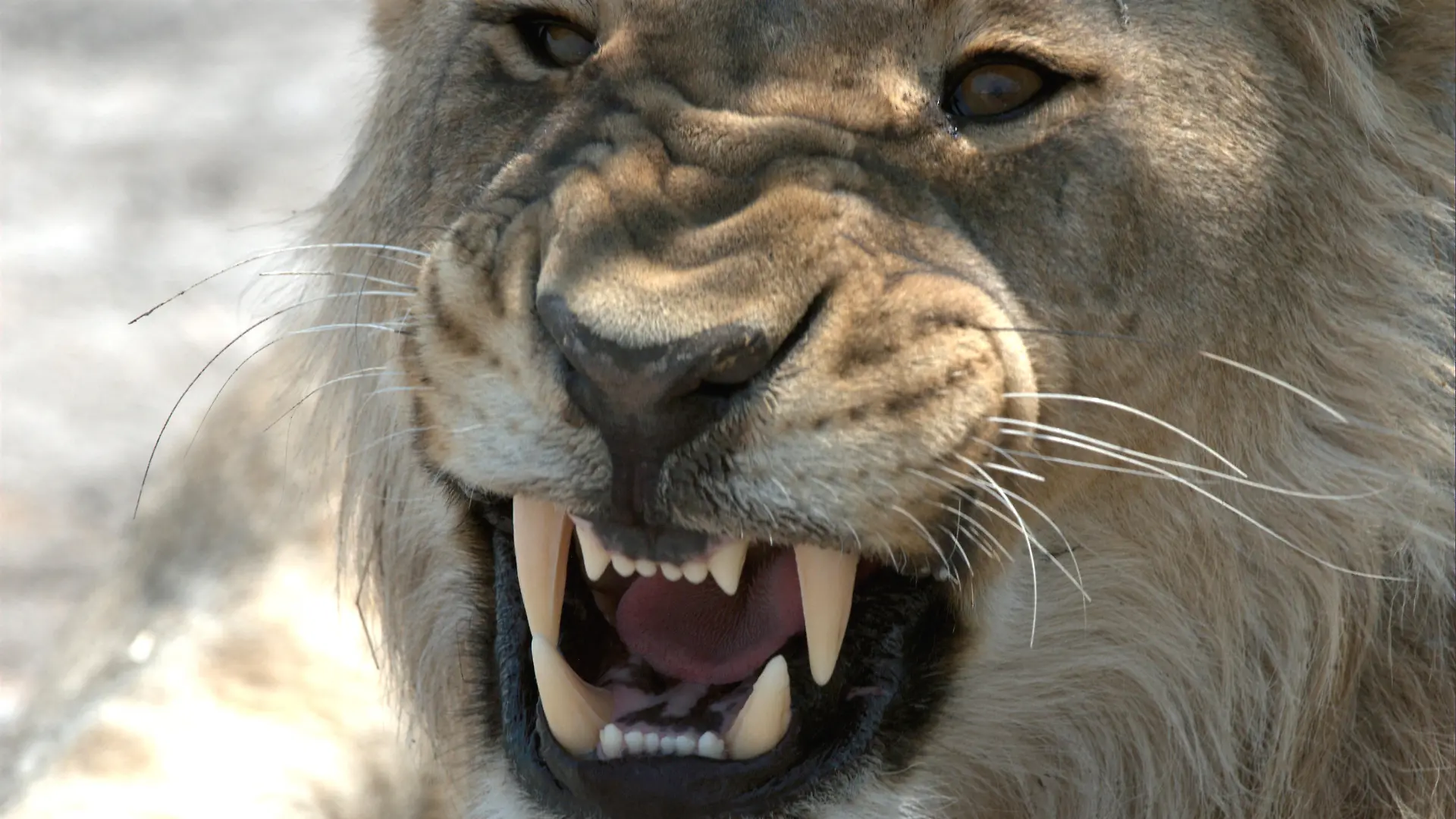 Tierische Killer 