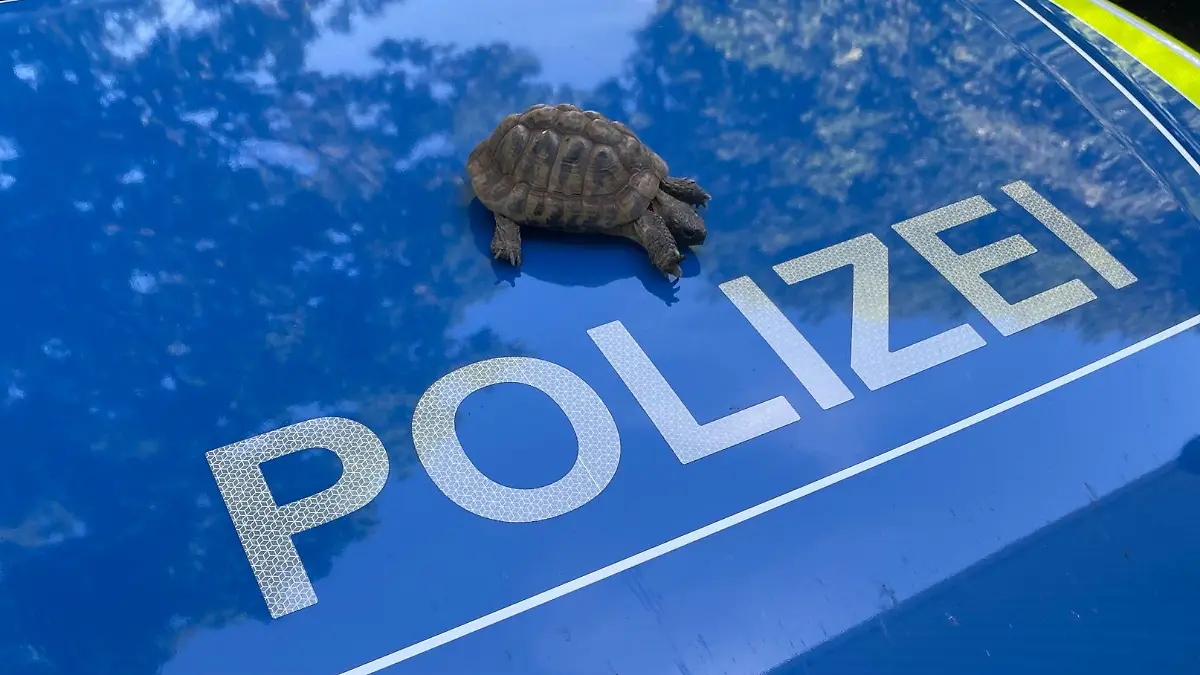 epi_228391906_DPA BF_fp6dcuv23h-v2-ax-ms6144.jpg_Streit um Schildkröt.jpg