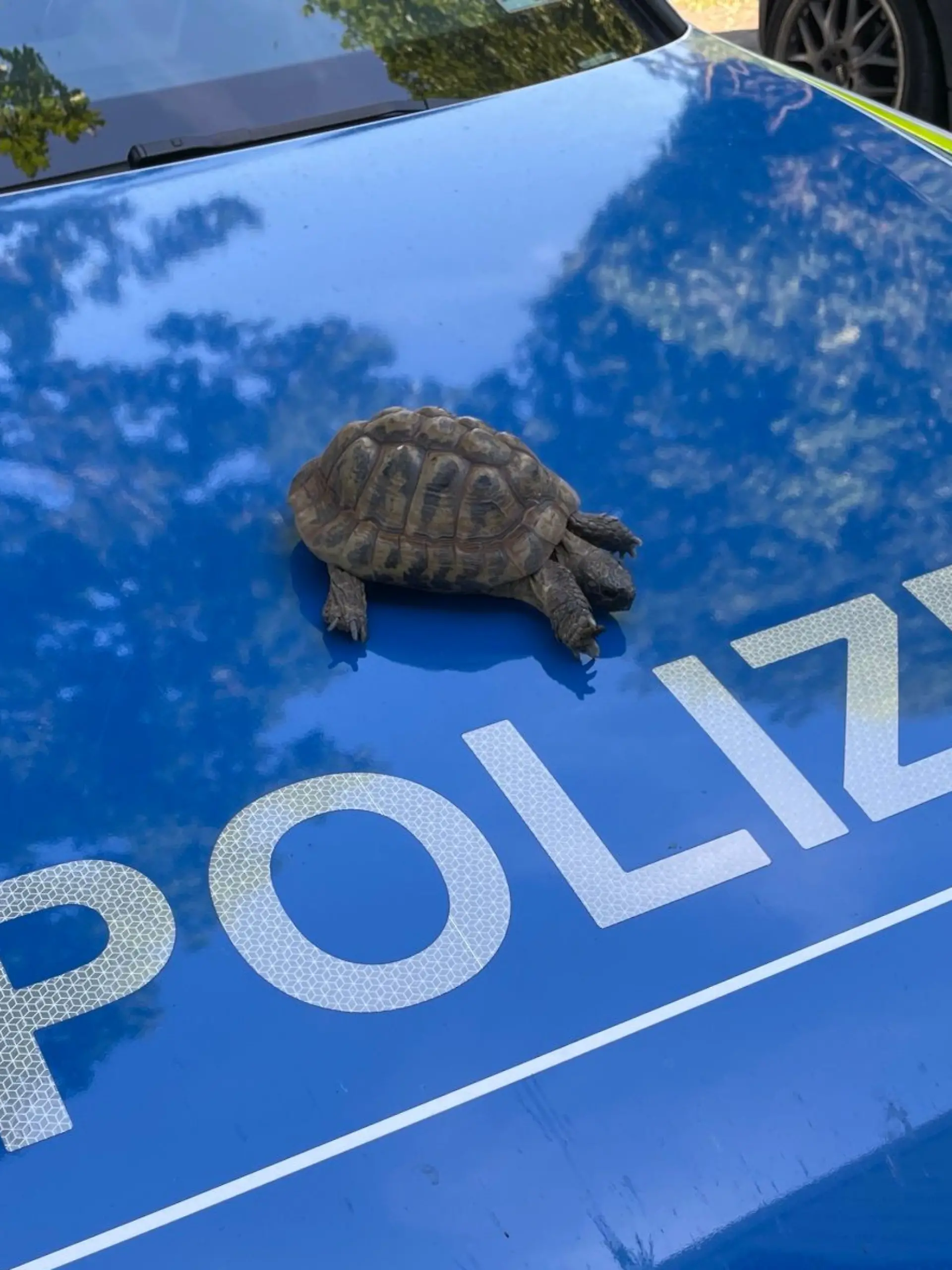 Bild zu: "Nachbarschaftsstreit um Ausreißer-Schildkröte eskaliert"