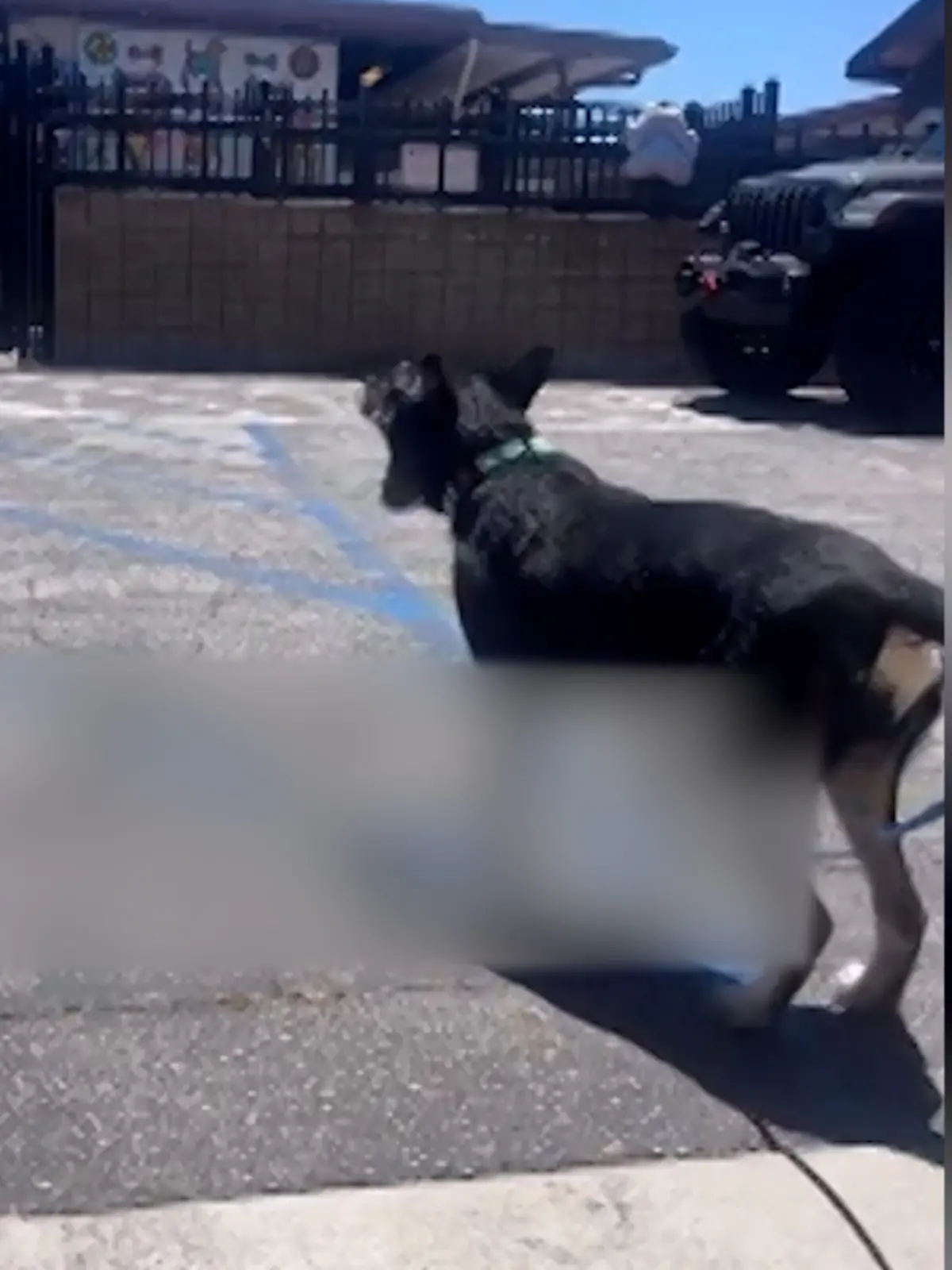 Hund Pancho vor dem Tierheim