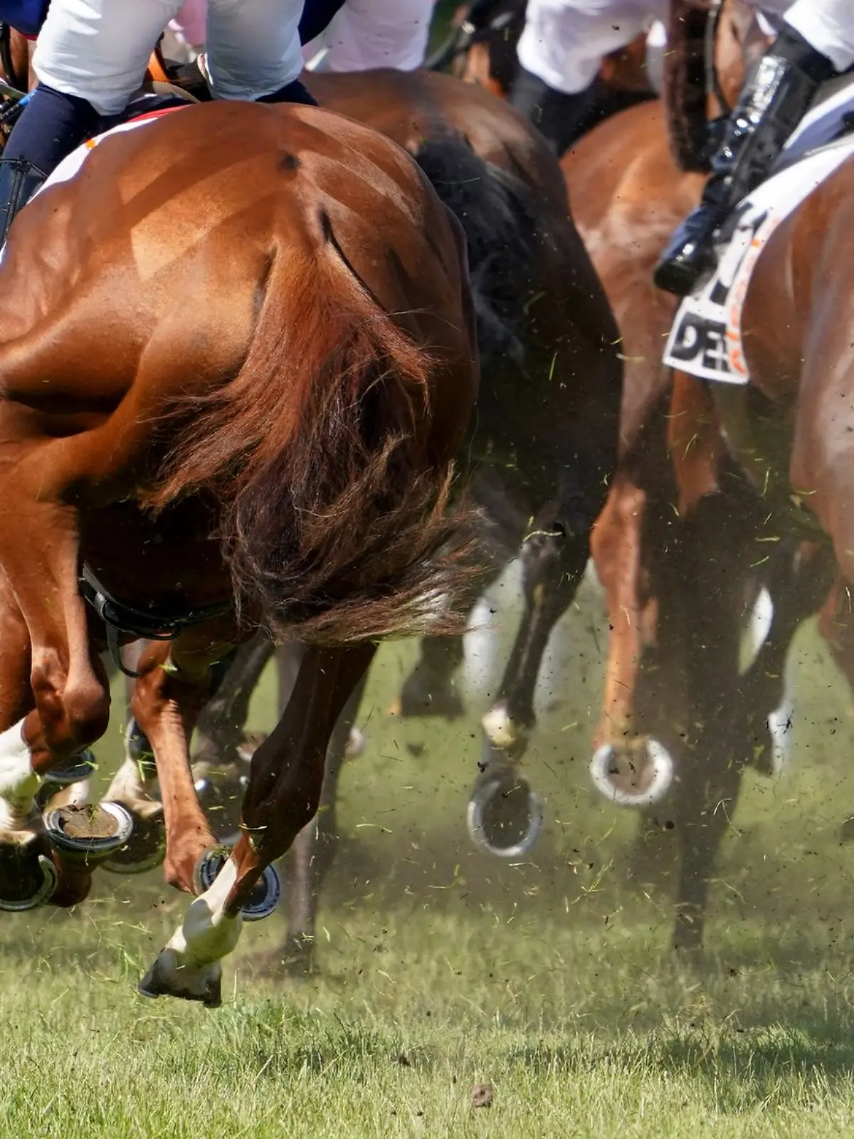 Bild zu: "Spitzen-Pferd verletzt sich bei Galopprennen! PETA erstattet Anzeige"