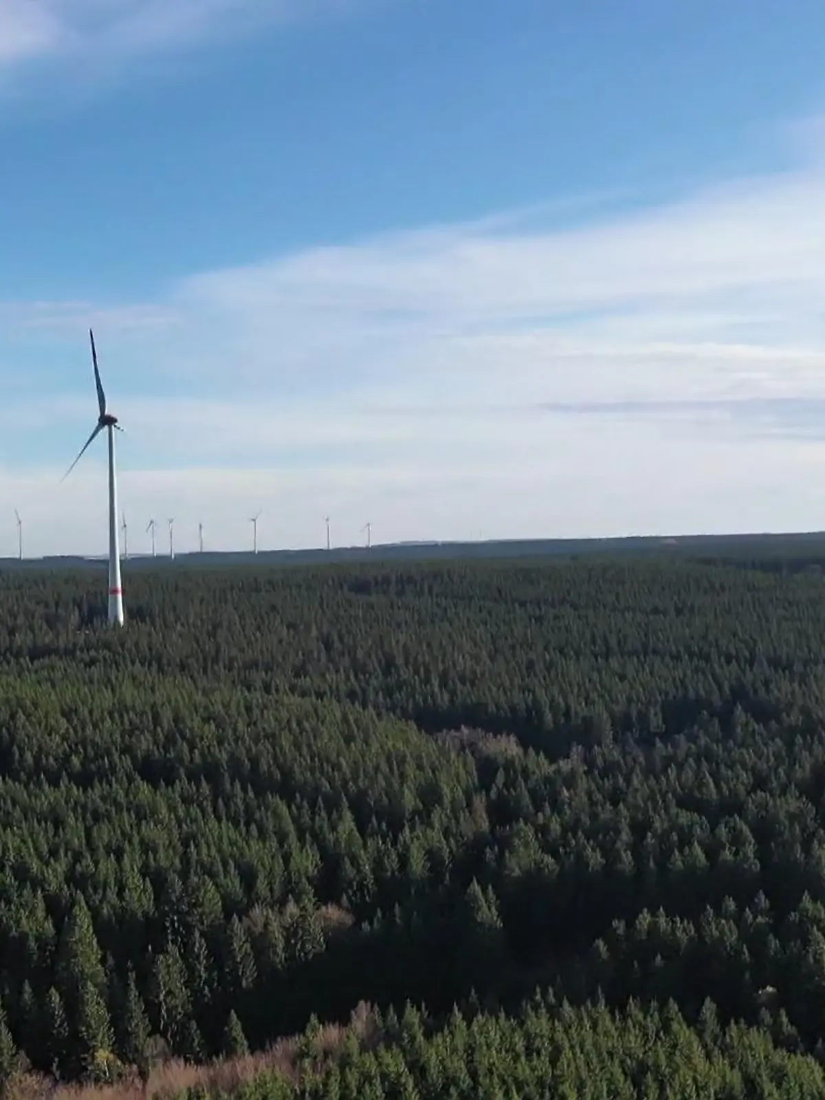 Morgen ist internationaler Tag des Waldes. In dem Zusammenhang hat NRW-Landwirtschaftsministerin Silke Gorißen Bäume in Meschede gepflanzt. Dort äußerte sich die Politikerin auch zum allgemeinen Zustand des Waldes.