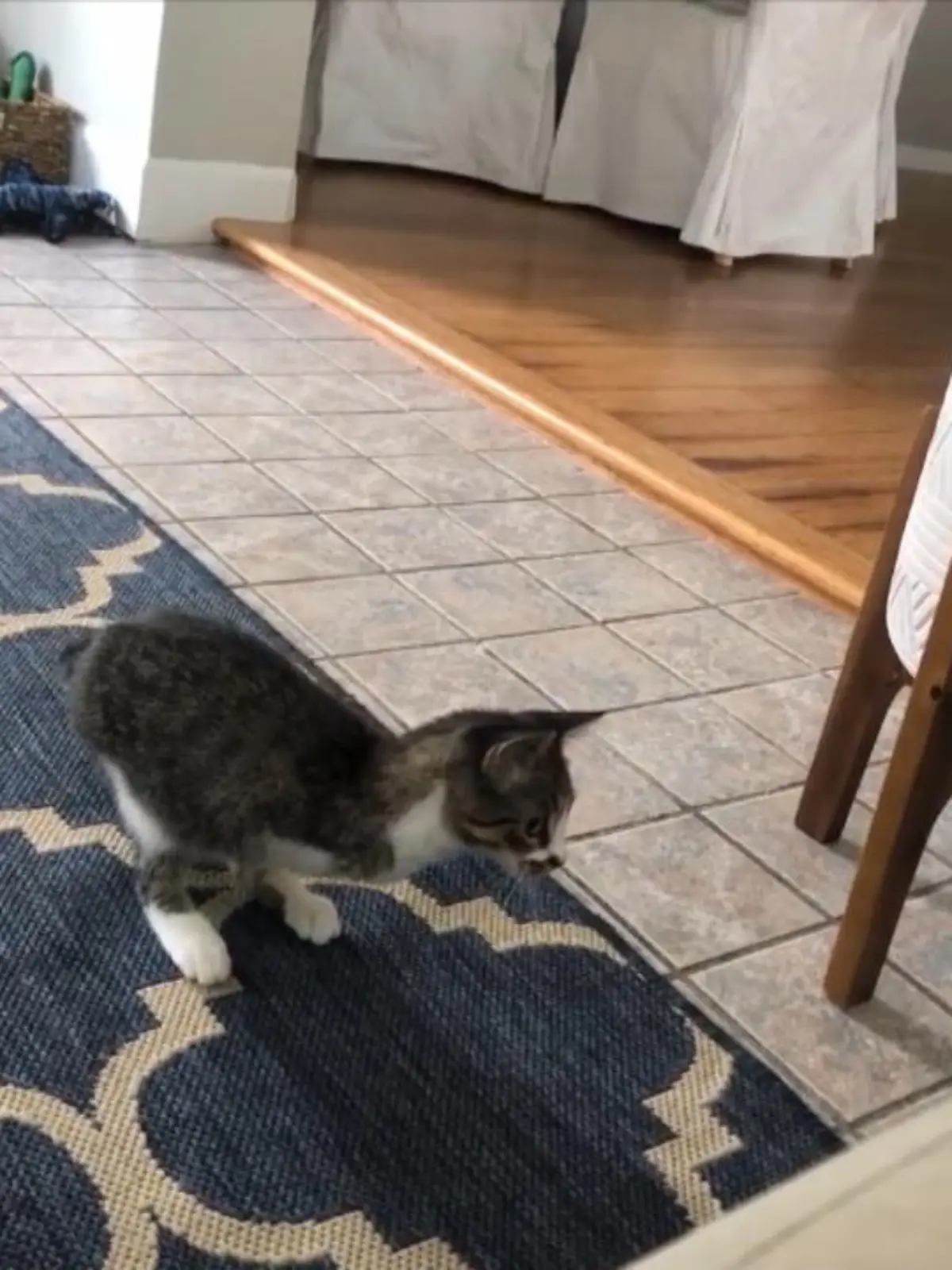 Bild zu: "Kleine Katze sieht aus wie mini T-Rex"