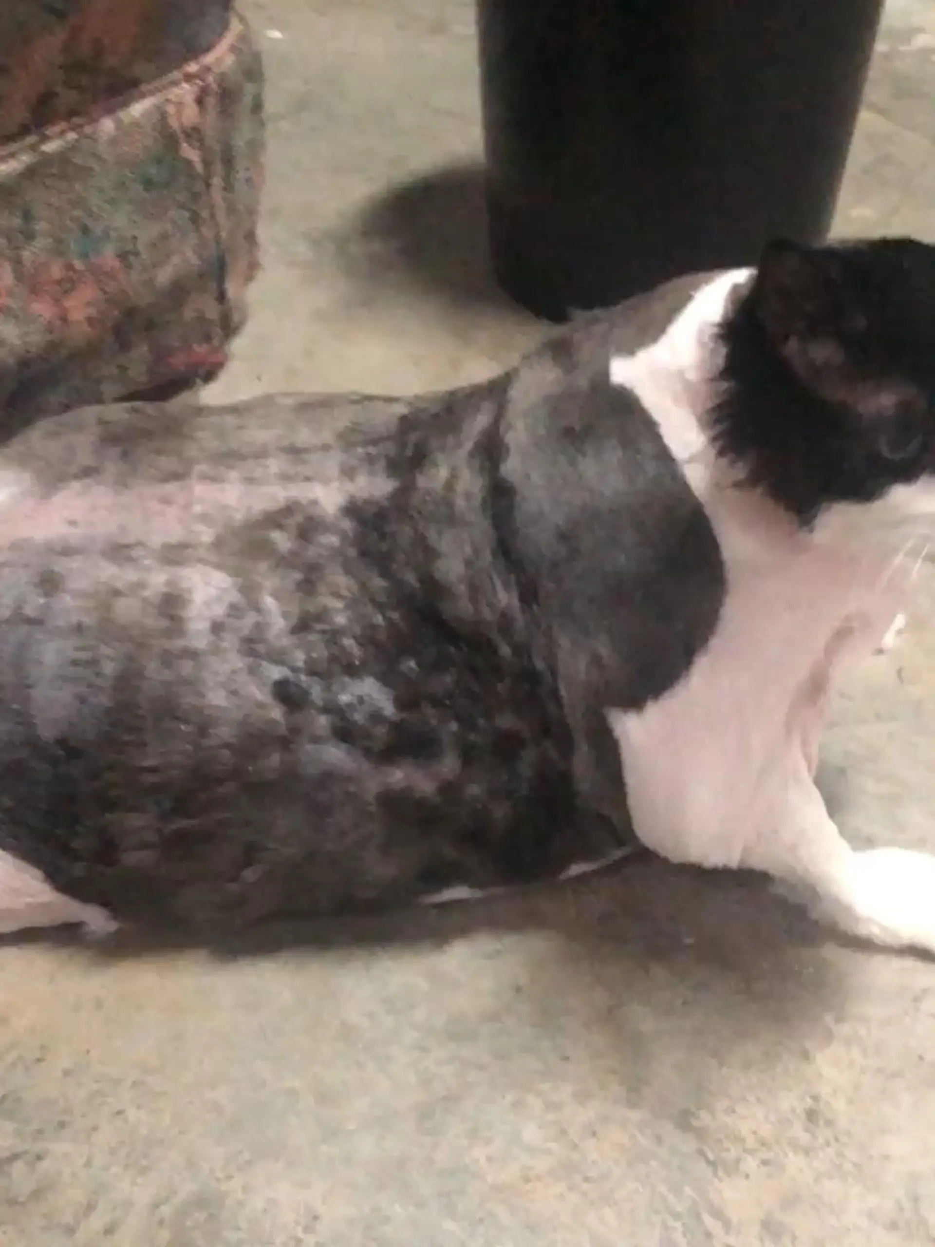 Sein alter Halter hatte ihn aufgegeben - doch dank einer neuen Familie, einer strengen Diät und viel Bewegung kann Kater LIttle T endlich wieder laufen.