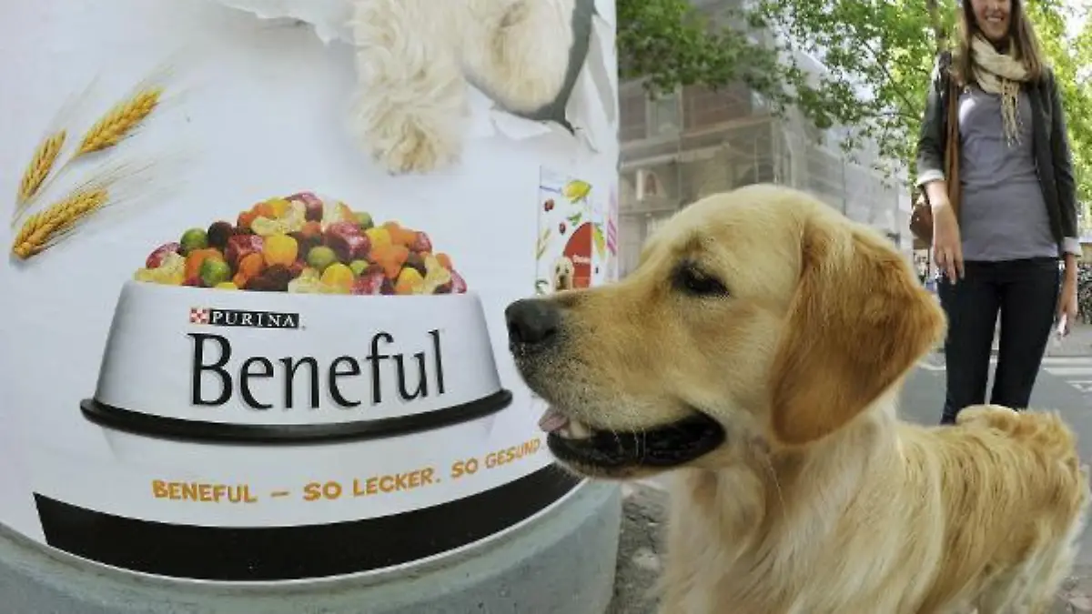 Der 15 Monate alte Golden Retriever "Hunter" betrachtet am 09.08.2010 in Frankfurt am Main ein Werbeplakat der Futtermarke "Beneful", im Hintergrund steht Frauchen Lara. Die Plakate wurden mit einem speziellen Duftstoff präpariert, um die Hunde anzulocken und so auch die Halter auf das Produkt aufmerksam zu machen. In insgesamt sechs deutschen Städten, darunter Frankfurt, Berlin und München, sollen etwa 2000 Plakate bis zum 26. August auf die neue Futtermarke aufmerksam machen. Foto: Marius Becker dpa/lhe