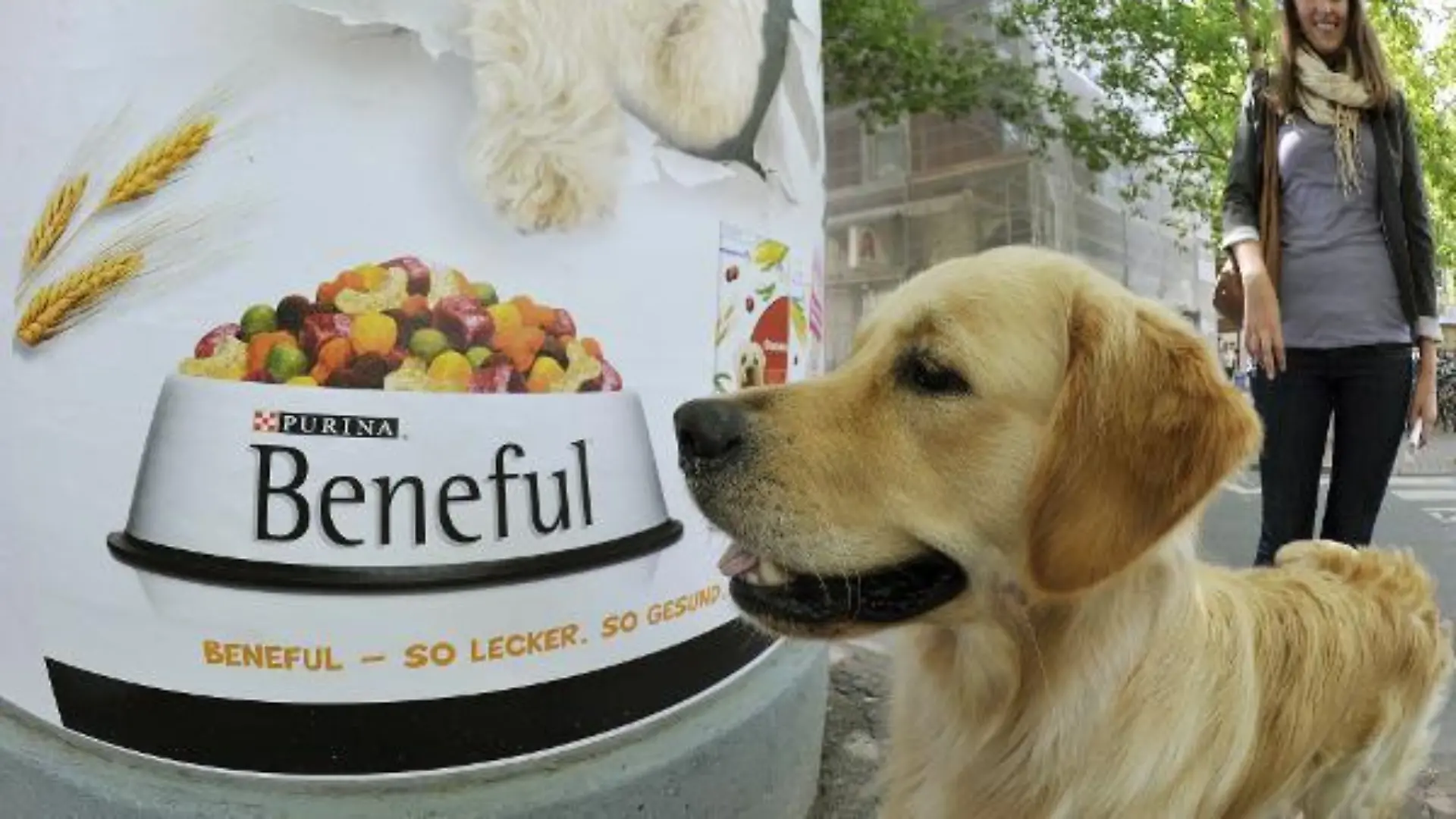 Der 15 Monate alte Golden Retriever "Hunter" betrachtet am 09.08.2010 in Frankfurt am Main ein Werbeplakat der Futtermarke "Beneful", im Hintergrund steht Frauchen Lara. Die Plakate wurden mit einem speziellen Duftstoff präpariert, um die Hunde anzulocken und so auch die Halter auf das Produkt aufmerksam zu machen. In insgesamt sechs deutschen Städten, darunter Frankfurt, Berlin und München, sollen etwa 2000 Plakate bis zum 26. August auf die neue Futtermarke aufmerksam machen. Foto: Marius Becker dpa/lhe