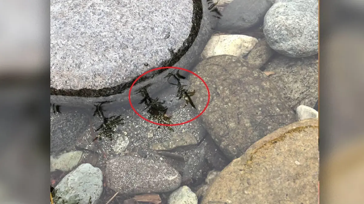 Hier unter dem großen Stein hat sie sich versteckt.