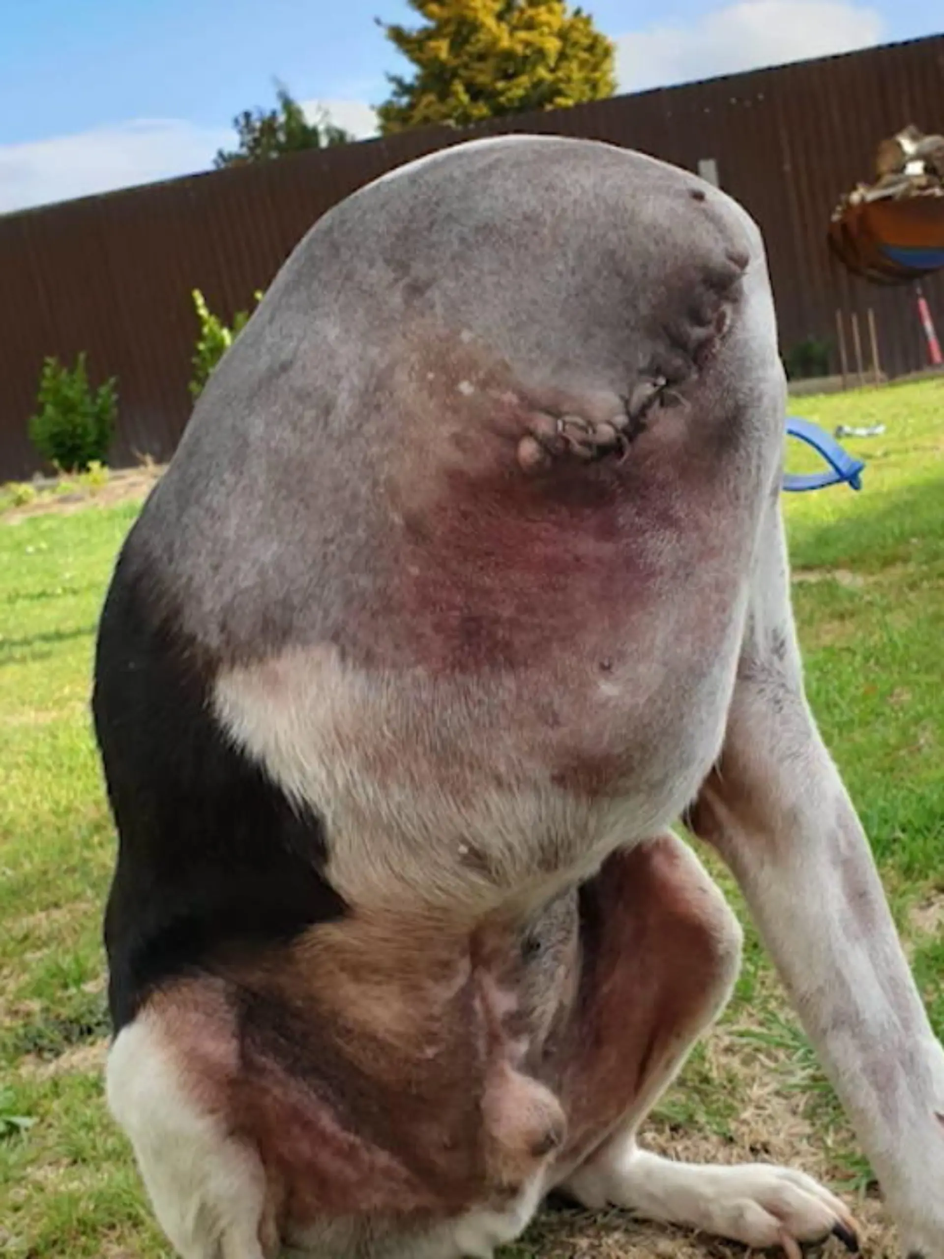 Bild zu: "Ist das ein Höllenhund ohne Kopf?"
