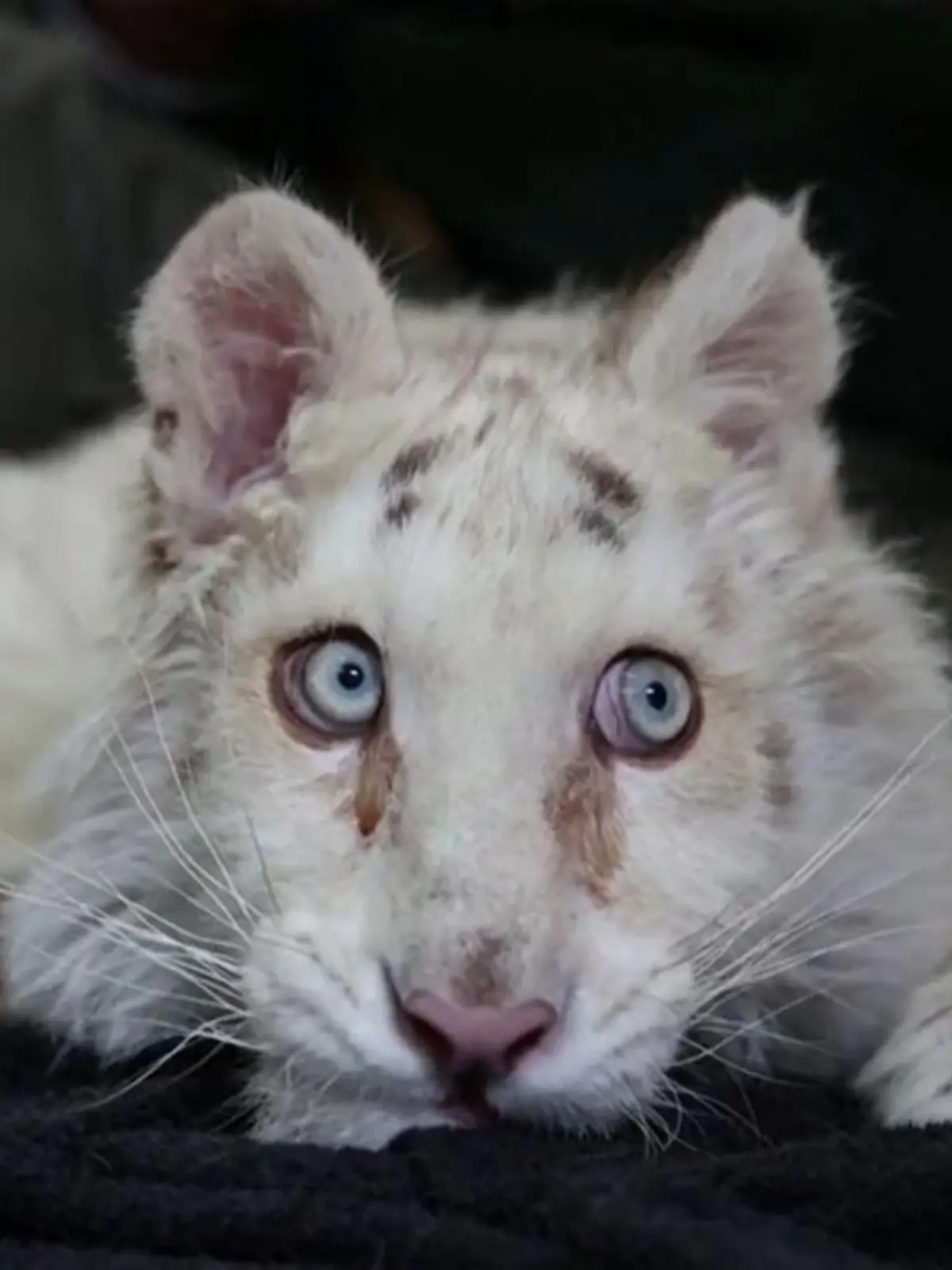 Dieses seltene weiße Tiger-Weibchen wurde in den Mülltonnen des Zoos von Athen entsorgt.