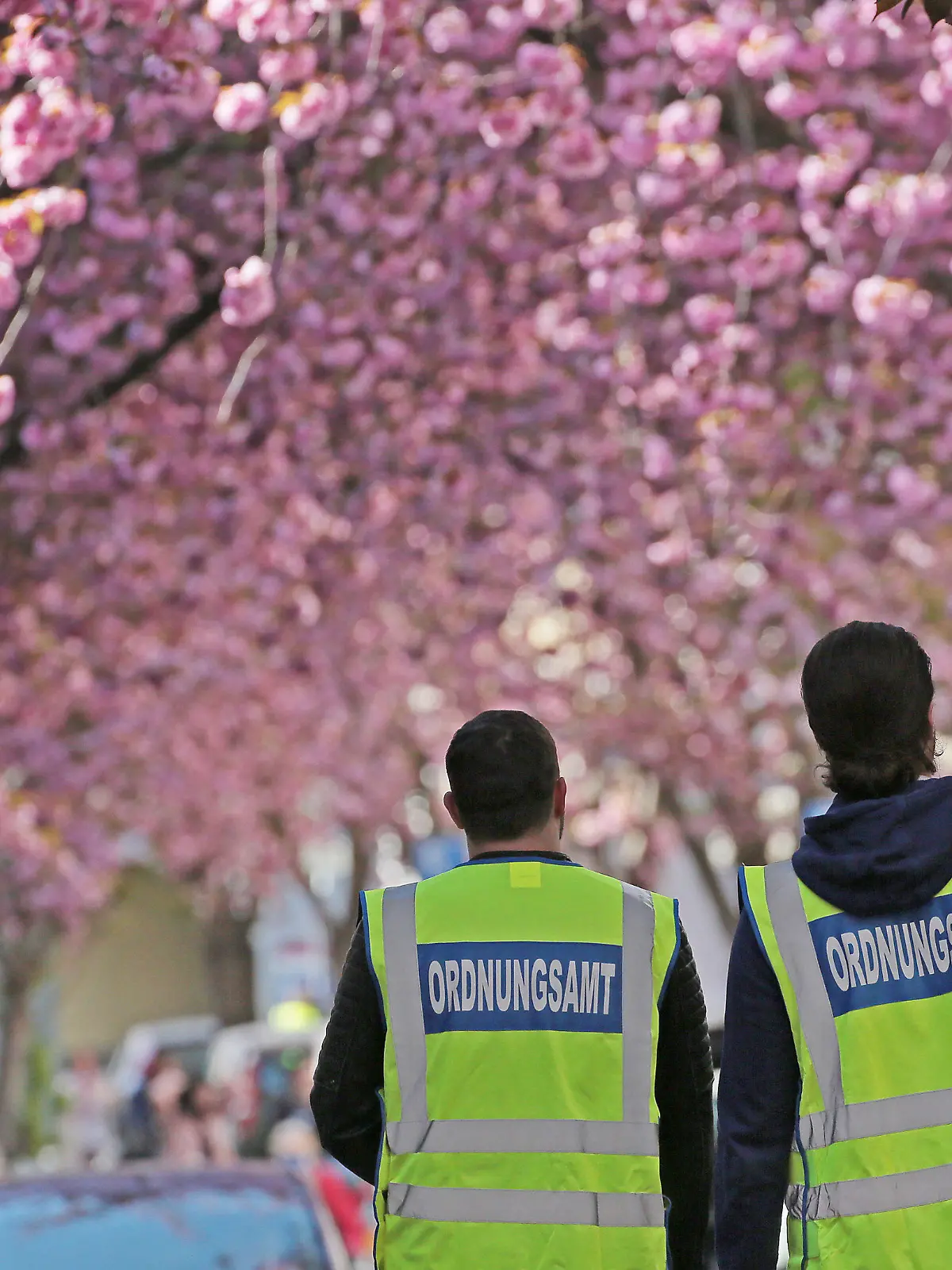 06.04.2020, Nordrhein-Westfalen, Bonn: Mitarbeiter des Ordnungsamtes patrouillieren in der Bonner Nordstadt unter den Kirschblüten. Bei schönem Wetter zieht die Blüte zahlreiche Schaulustige an. Zur Eindämmung des Coronavirus hat NRW alle Ansammlungen ab drei Personen in der Öffentlichkeit verboten. Foto: Oliver Berg/dpa +++ dpa-Bildfunk +++