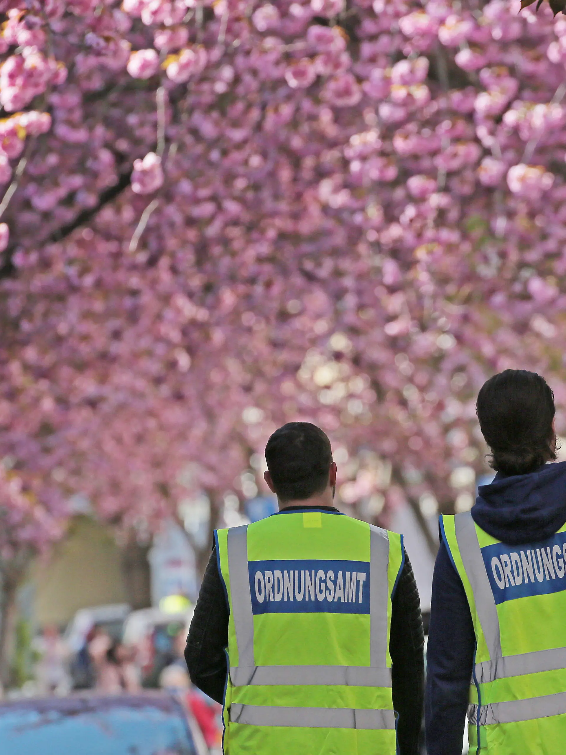 06.04.2020, Nordrhein-Westfalen, Bonn: Mitarbeiter des Ordnungsamtes patrouillieren in der Bonner Nordstadt unter den Kirschblüten. Bei schönem Wetter zieht die Blüte zahlreiche Schaulustige an. Zur Eindämmung des Coronavirus hat NRW alle Ansammlungen ab drei Personen in der Öffentlichkeit verboten. Foto: Oliver Berg/dpa +++ dpa-Bildfunk +++