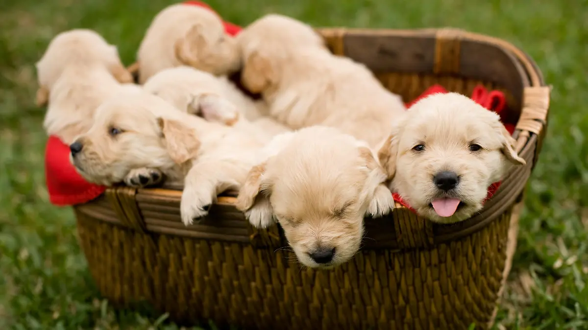 Golden Retrieber Welpen in Korb
