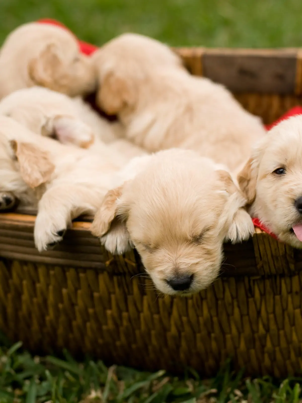 Golden Retrieber Welpen in Korb
