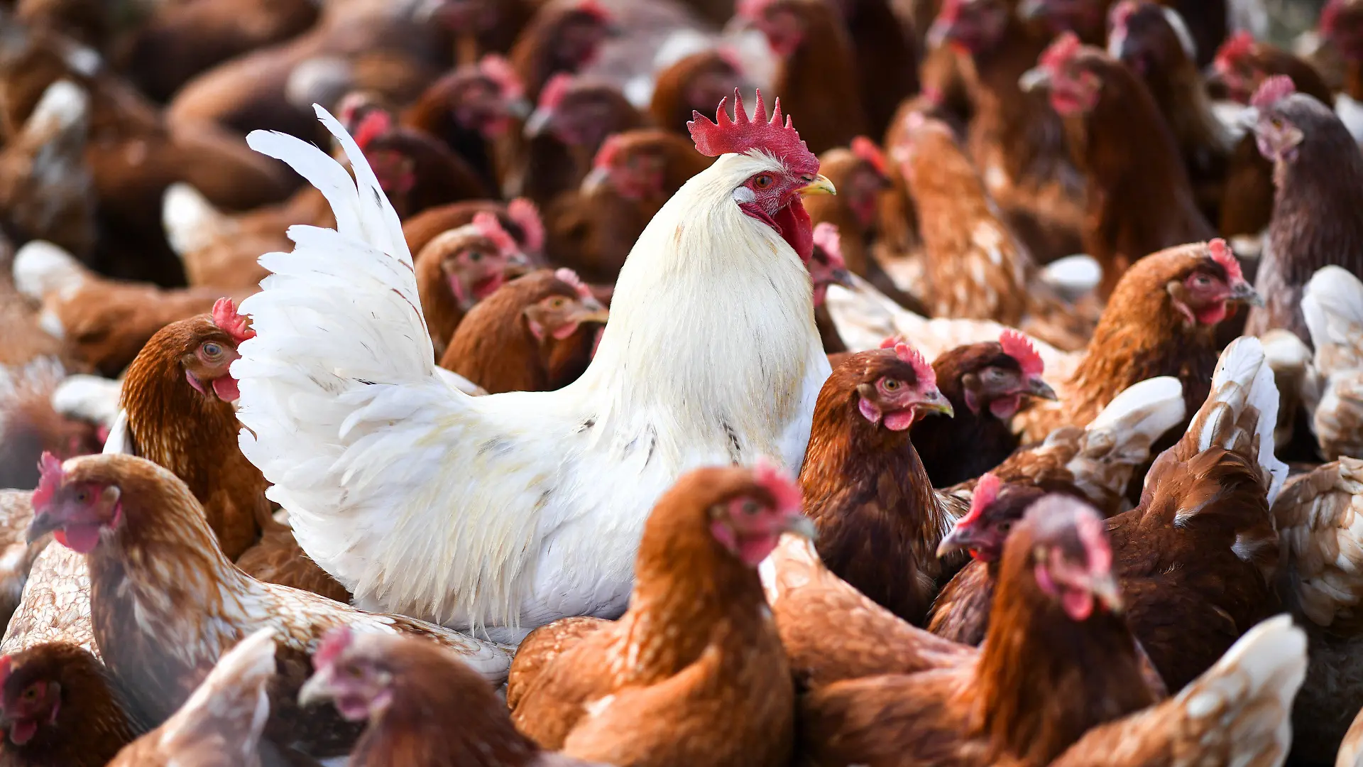 ARCHIV - 20.04.2017, Baden-Württemberg, Ravensburg: Ein weißer Hahn steht in einer Schar von braunen Hühnern. Die Vogelgrippe ist in Baden-Württemberg auf dem Vormarsch. (zu dpa «Jetzt auch in Stuttgart: Vogelgrippe weitet sich aus») Foto: picture alliance / Felix Kästle/dpa +++ dpa-Bildfunk +++