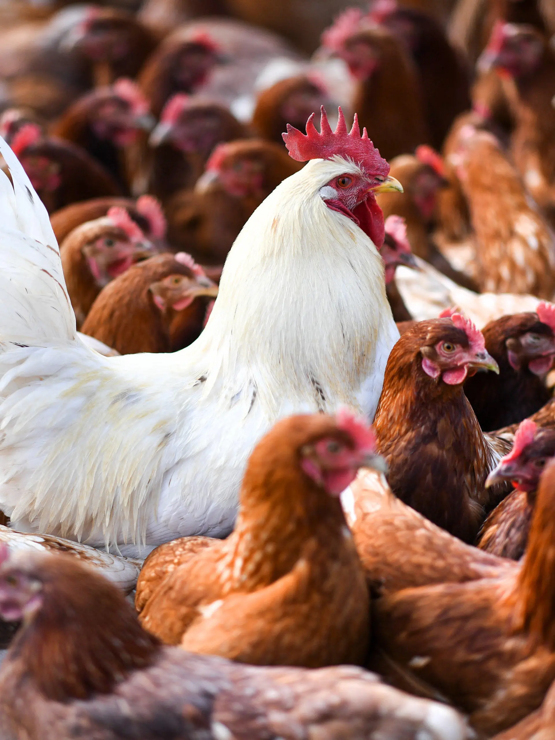 ARCHIV - 20.04.2017, Baden-Württemberg, Ravensburg: Ein weißer Hahn steht in einer Schar von braunen Hühnern. Die Vogelgrippe ist in Baden-Württemberg auf dem Vormarsch. (zu dpa «Jetzt auch in Stuttgart: Vogelgrippe weitet sich aus») Foto: picture alliance / Felix Kästle/dpa +++ dpa-Bildfunk +++