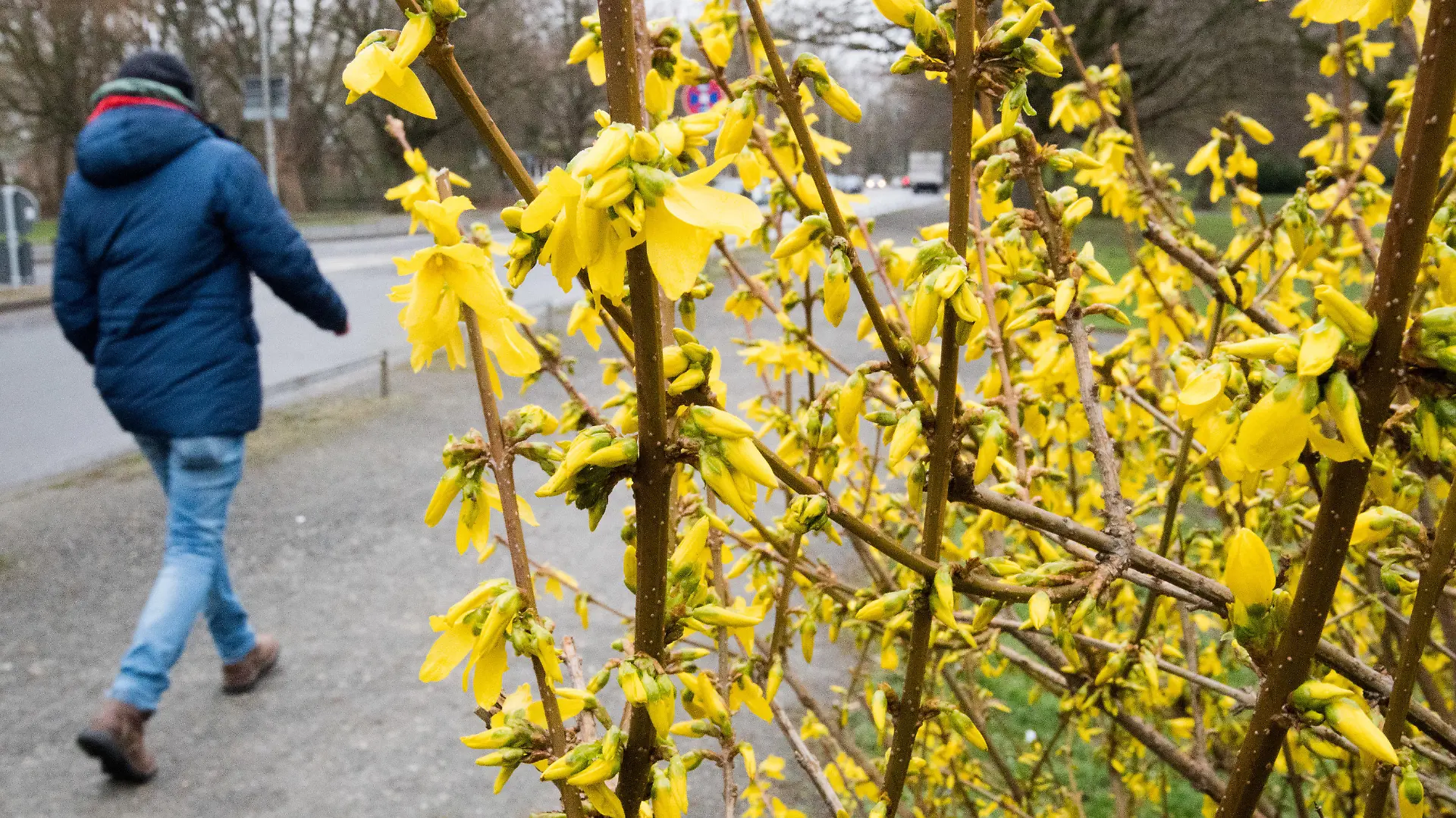 14.03.2019, Niedersachsen, Hannover: Ein Fußgänger geht bei trüben und stürmischen Wetter an blühenden Forsythien vorbei. Foto: Julian Stratenschulte/dpa +++ dpa-Bildfunk +++