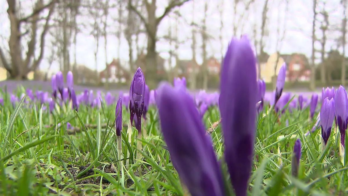 An den geschlossenen Blüten kann man erkennen, dass es den Blüten noch etwas zu kalt ist.