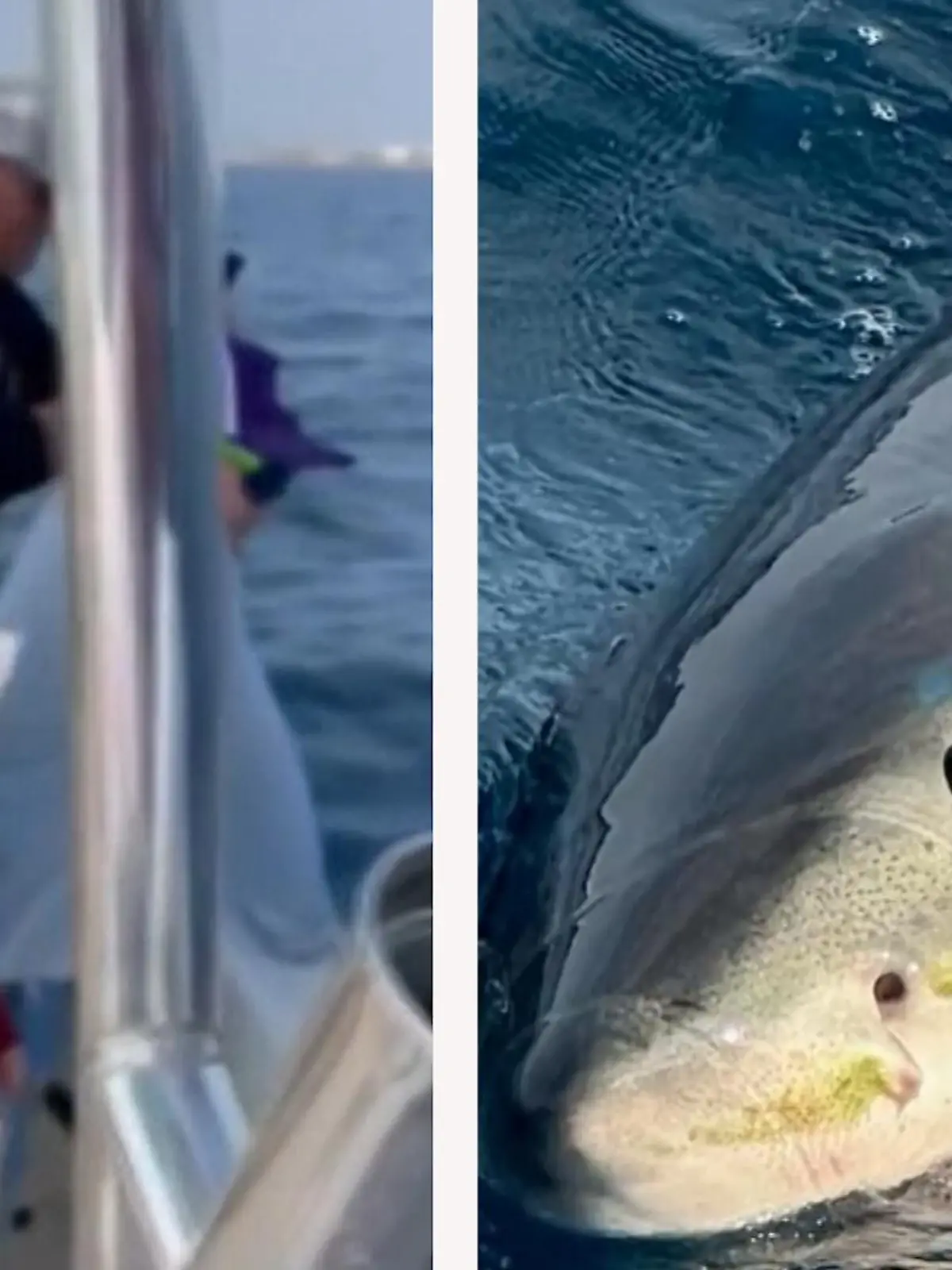 Eigentlich wollte diese Familie aus North Dakota im Florida-Urlaub nur fischen gehen. Doch mit einem weißen Hai am Haken haben sie definitiv nicht gerechnet, im Video.