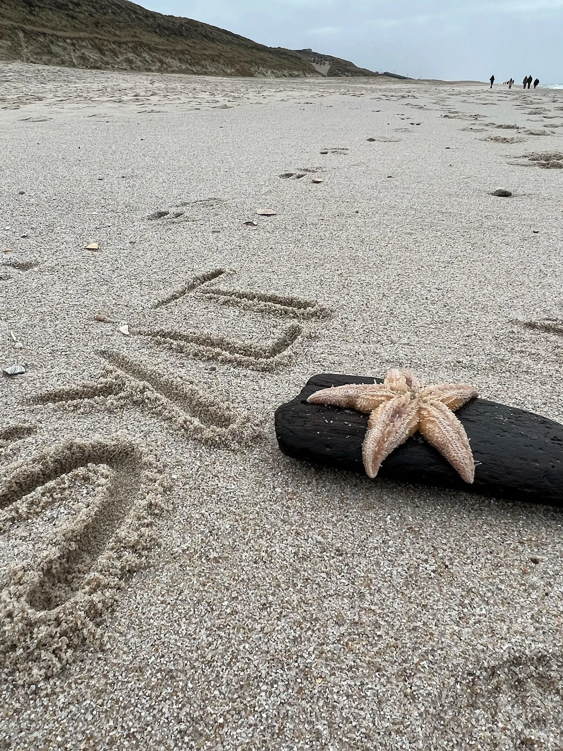 22.02.2023, Schleswig-Holstein, Wenningstedt / Sylt: ·Sylt· hat eine unbekannte Person auf der Nordseeinsel am Strand von Wennigstedt in den Sand geschrieben, davor liegt ein Seestern auf einem Stück Holz. Als Folgen des winterlichen Wetters mit Stürmen finden Spaziergänger Seesterne zu Hunderten an den Stränden von Nord- und Ostsee. (zu dpa ·Stürme spülen viele Seesterne an die Strände·) Foto: Daniel Bockwoldt/dpa +++ dpa-Bildfunk +++