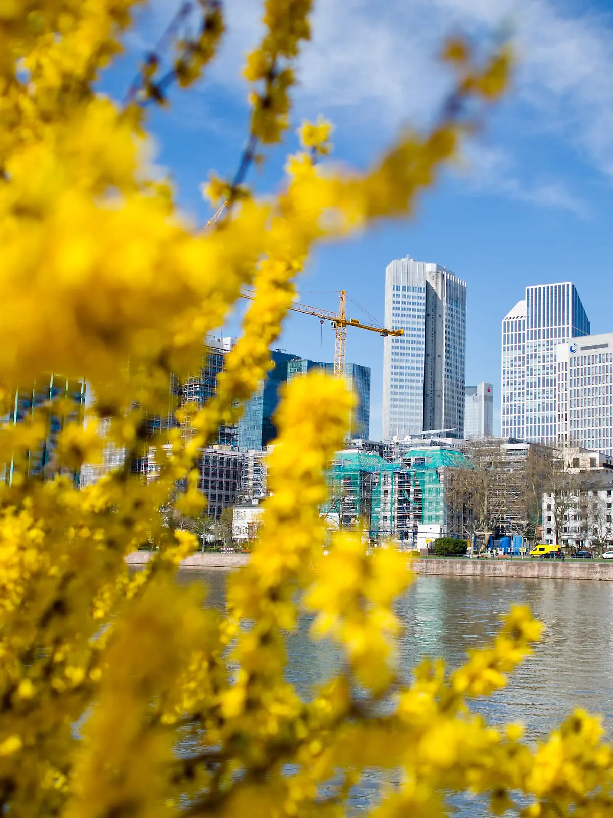 Gelbe Forsythien blühen am 07.04.2015 bei sonnigem Wetter vor der Skyline in Frankfurt am Main (Hessen). In den nächsten Tagen soll es in der Rhein-Main Region frühlingshafte Temperaturen mit viel Sonnenschein geben. Foto: Christoph Schmidt/dpa +++(c) dpa - Bildfunk+++