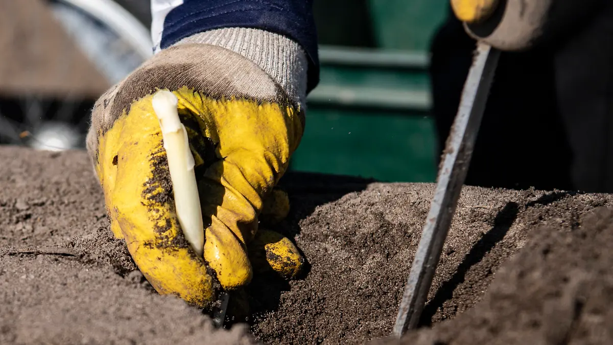ARCHIV - 23.03.2020, Brandenburg, Kremmen: Ein Saisonarbeiter sticht auf einem Feld den ersten Spargel. Ungelernte sind derzeit in der Brandenburger Landwirtschaft äußerst willkommen und gefragt. (zu «Ungelernte als Erntehelfer willkommen - Einweisung notwendig») Foto: Paul Zinken/dpa +++ dpa-Bildfunk +++