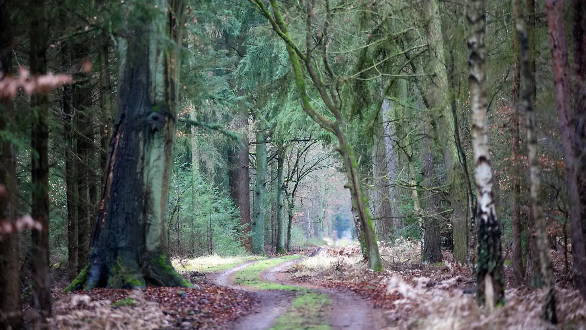 ARCHIV - 30.01.2020, Brandenburg, Kremmen: Ein Weg führt durch einem Wald am Rande des Rhinluchs zwischen den Bäumen durch. In Brandenburg ist die Waldbrandgefahr gestiegen. (zu «Gefahr für Waldbrände steigt - Förster warten auf Regen») Foto: Soeren Stache/dpa-Zentralbild/dpa +++ dpa-Bildfunk +++