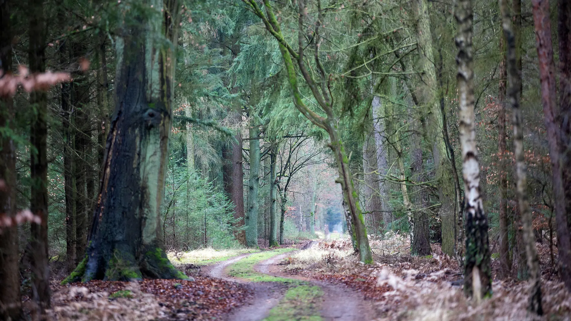 ARCHIV - 30.01.2020, Brandenburg, Kremmen: Ein Weg führt durch einem Wald am Rande des Rhinluchs zwischen den Bäumen durch. In Brandenburg ist die Waldbrandgefahr gestiegen. (zu «Gefahr für Waldbrände steigt - Förster warten auf Regen») Foto: Soeren Stache/dpa-Zentralbild/dpa +++ dpa-Bildfunk +++