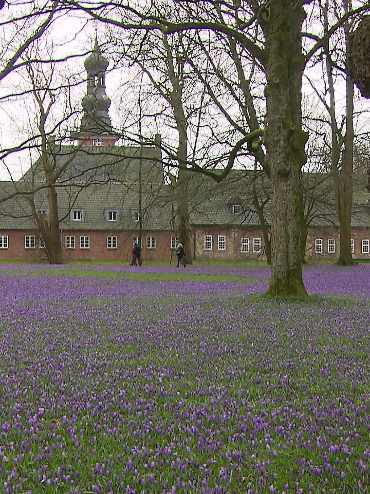 Krokusse im Husumer Schlosspark.
