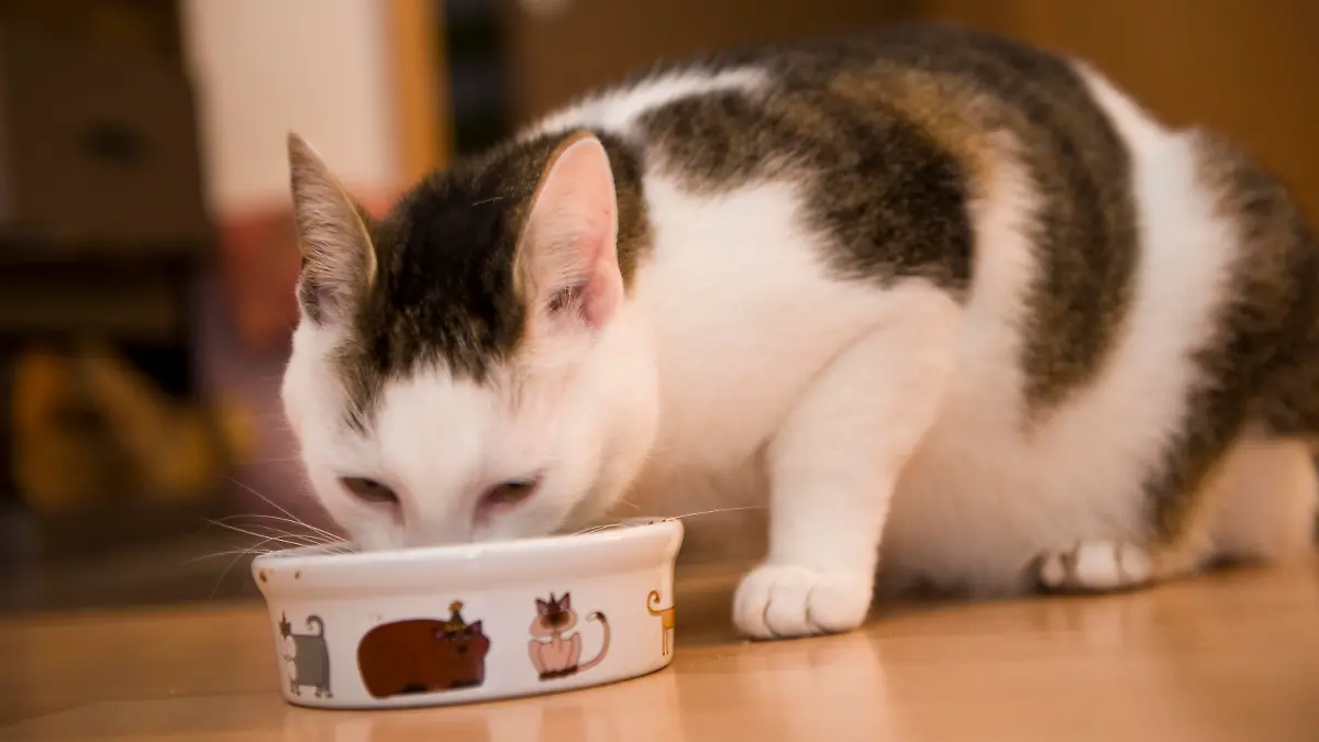 Eine Katze frisst am 13.06.2010 aus ihrem Fressnapf.